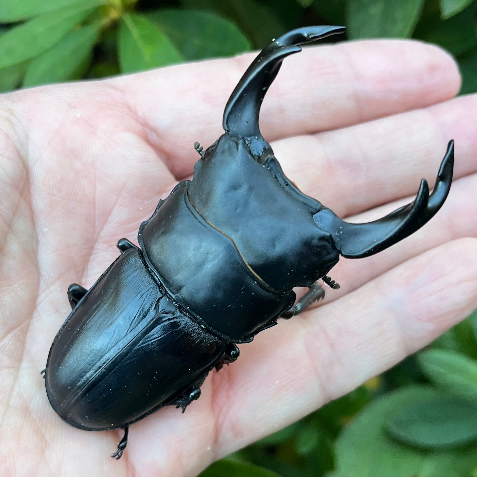 Dorcus NAVI ショップ