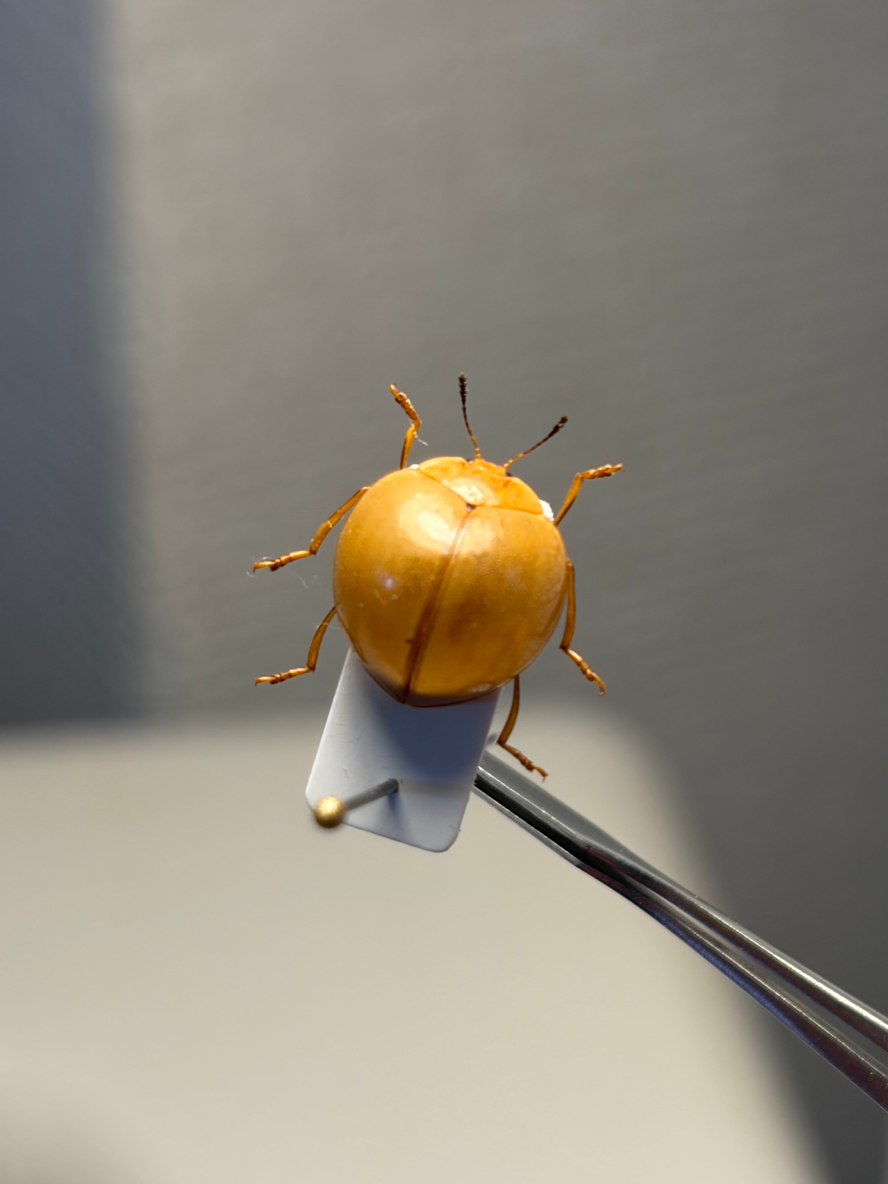 フタイロオオミドリサルハムシ 標本 Platycorynus speciosus 世界で1番