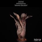 【送料無料】xHohenmea 'Dennis Delight'〔ホヘンメア〕現品発送H216