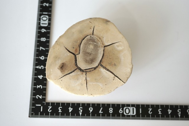 マダガスカル産セプタリアン Septarian 1394