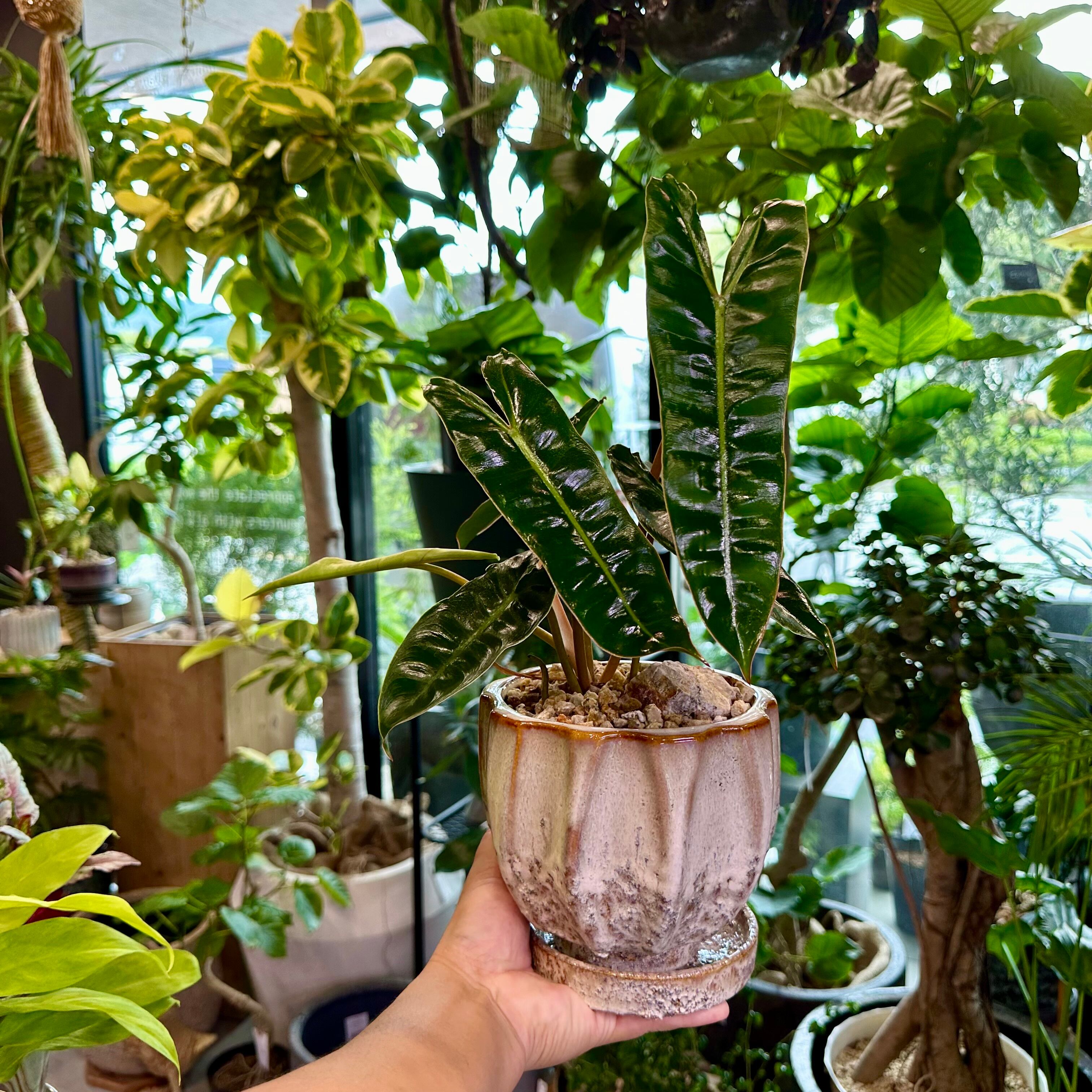 フィロデンドロン・ビレッティア | barrelplants_BONSAI