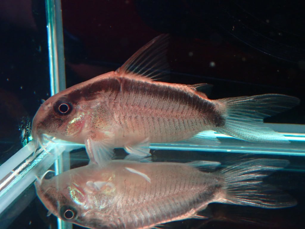 コリドラス アクアタス