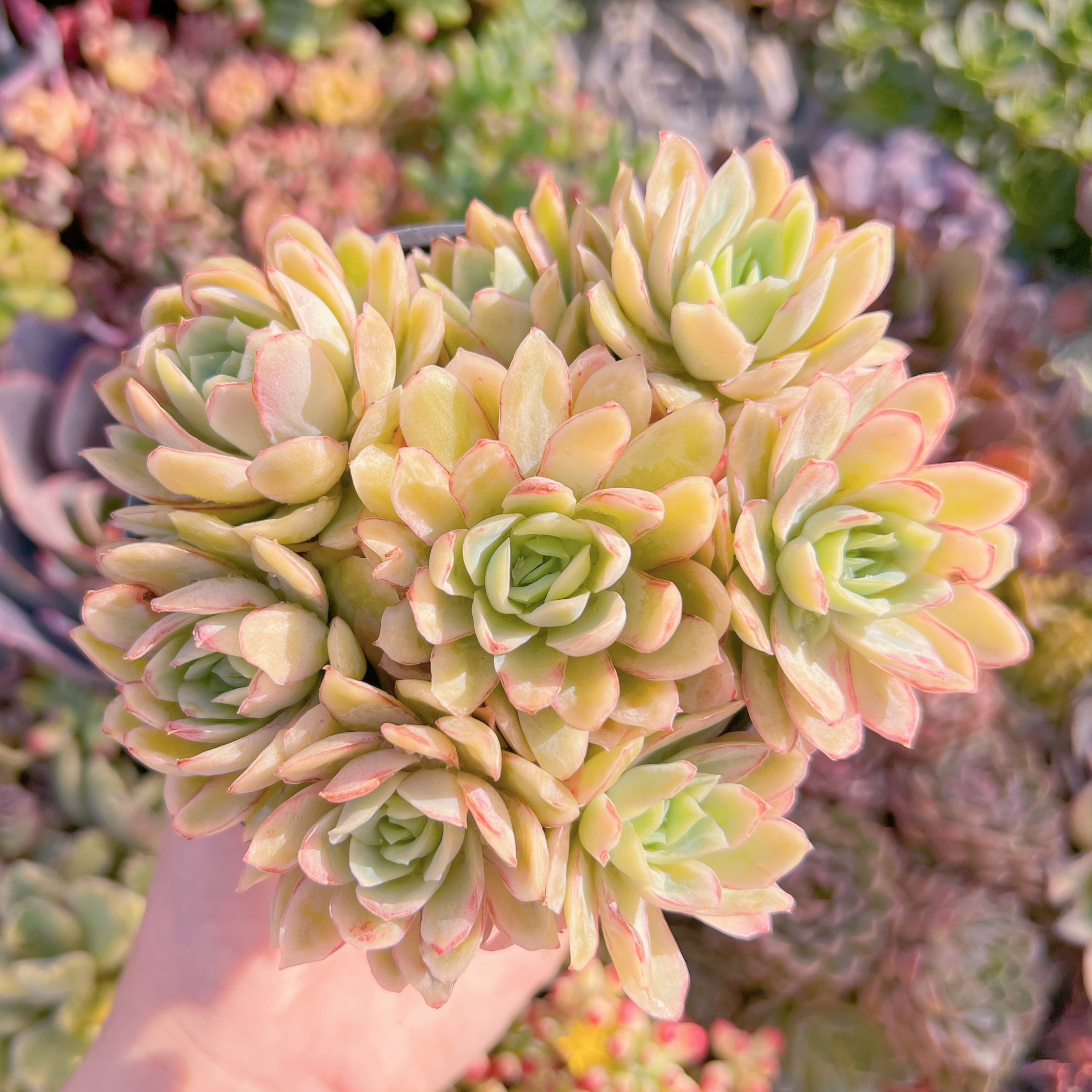 現品　ラズベリーアイス錦#A055　群生　新入荷　るる農園