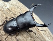 【WD】《ラマヒラタクワガタ 52.5mm ペア》