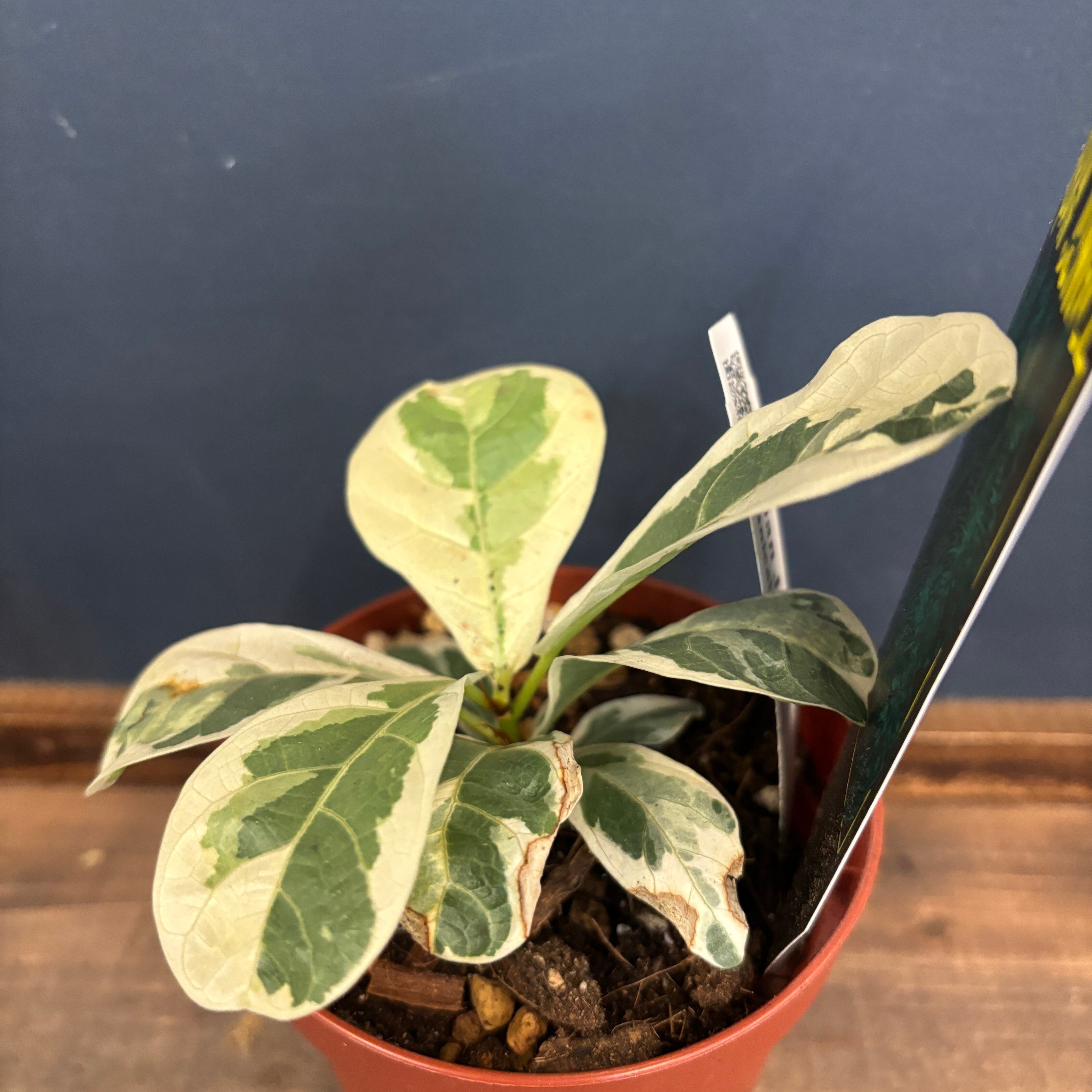 14 フィカス リラータ　イヴォンヌ フィカス リラータ イヴォンヌ(斑入り)【289】 | PROTOLEAF プロトリーフ