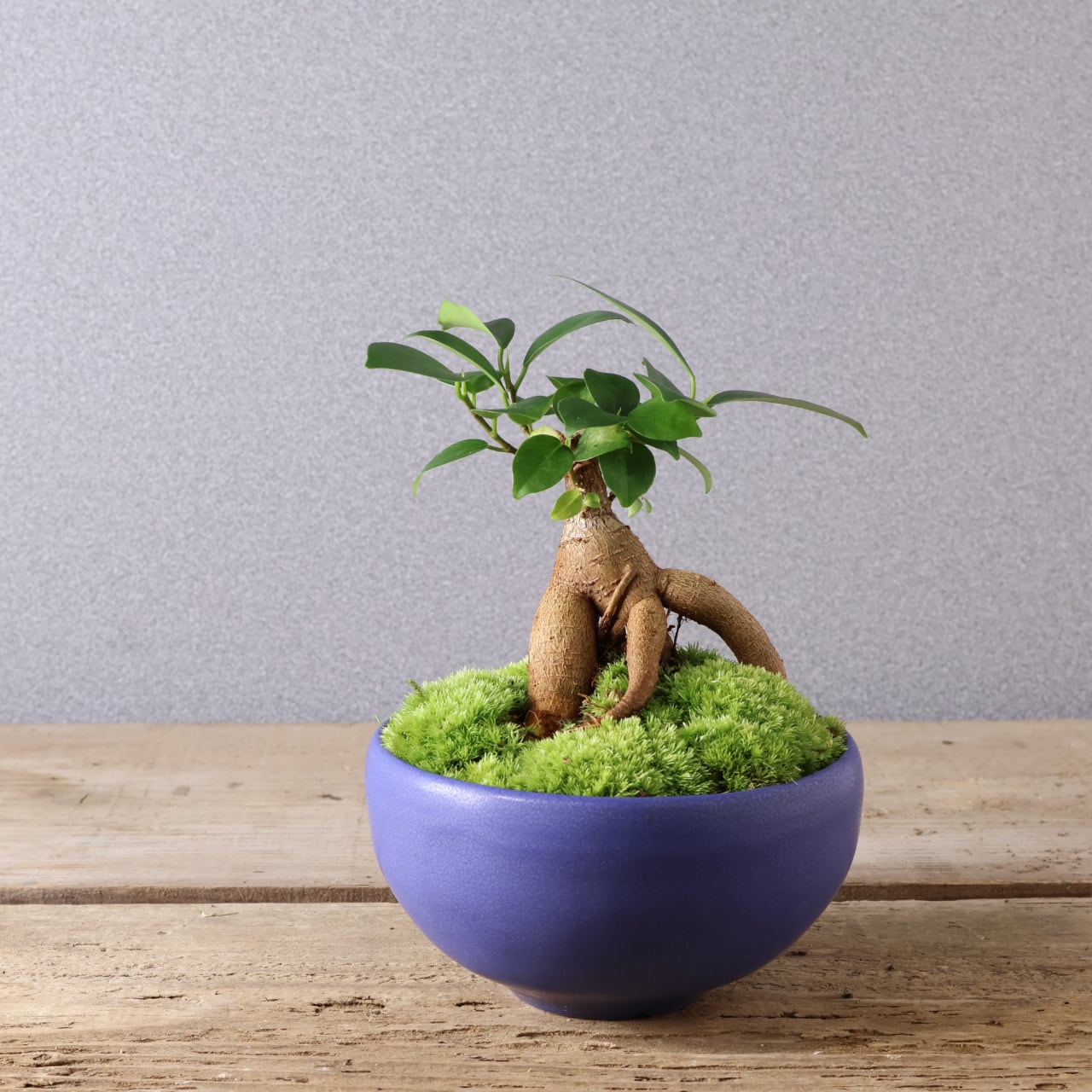 406 小さな幸せを宿す『ガジュマル 盆栽風』観葉植物 【送料無料
