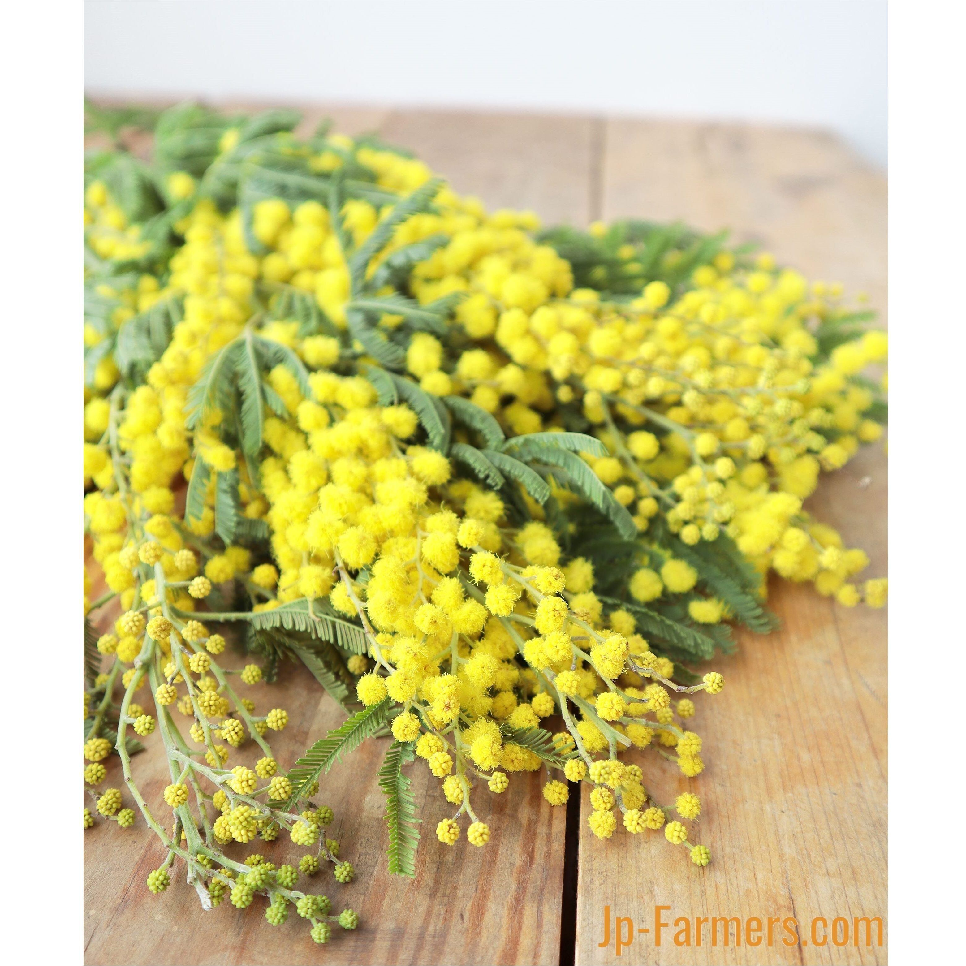 ふわふわの黄色いお花 冬の太陽 イタリア産 ミモザアカシア 新鮮花の問屋 Jp Farmers Com