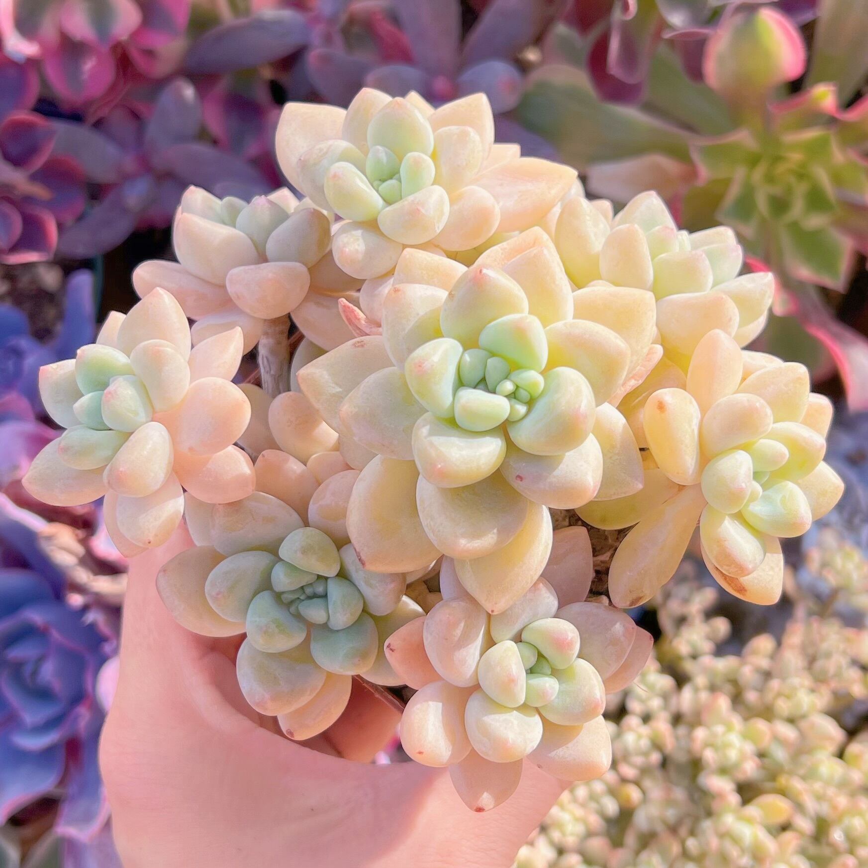 現品　ホワイトケーキ#648　るる農園