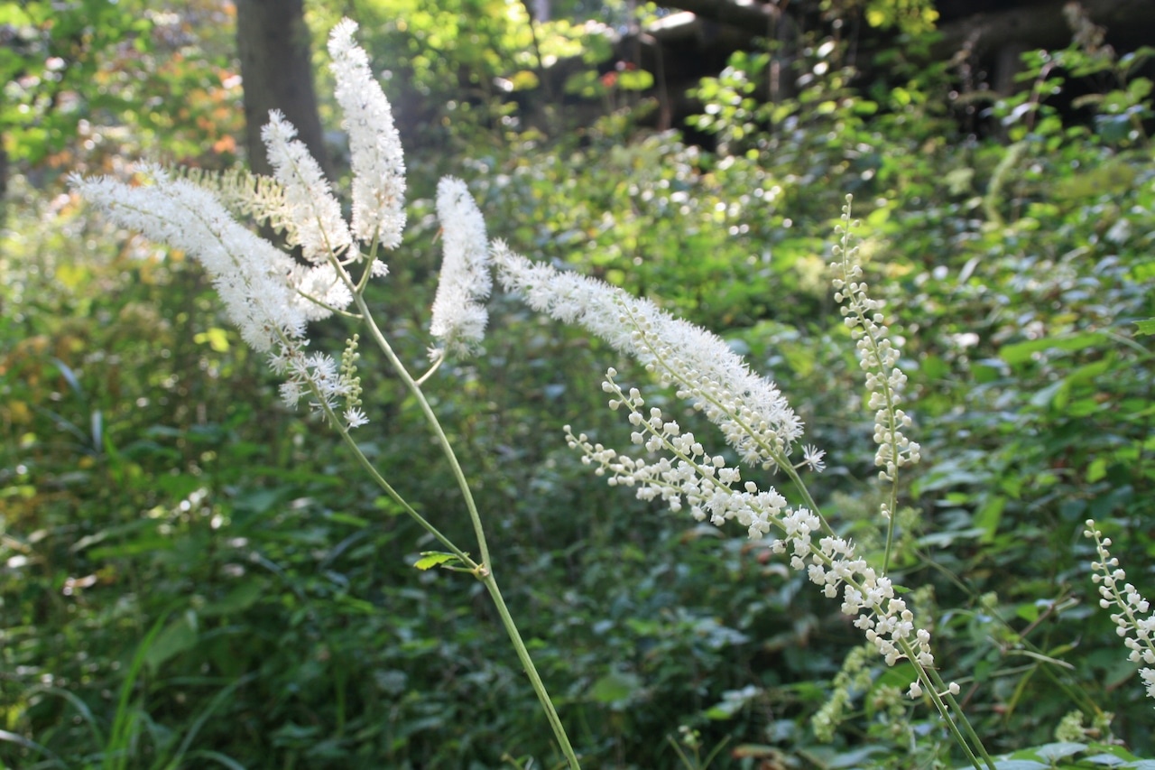 サラシナショウマ（更科升麻）９ｃｍ〜10.5ｃｍポット【山野草】の画像03