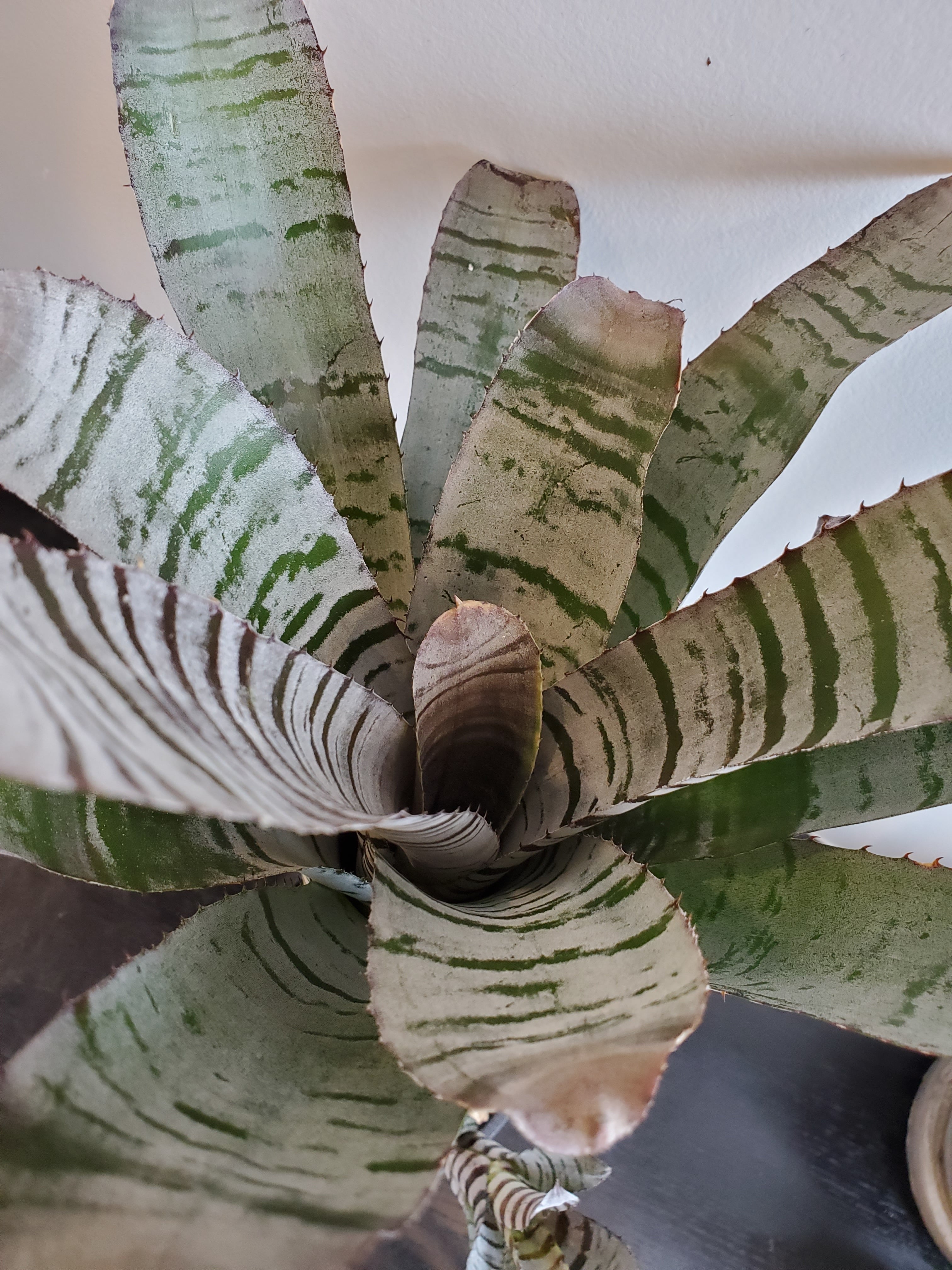 ブロメリア・エアープランツ Aechmea Young Truk Aechmea chantinii youngturk 【artPLANTs】エクメア/タンクブロメリア