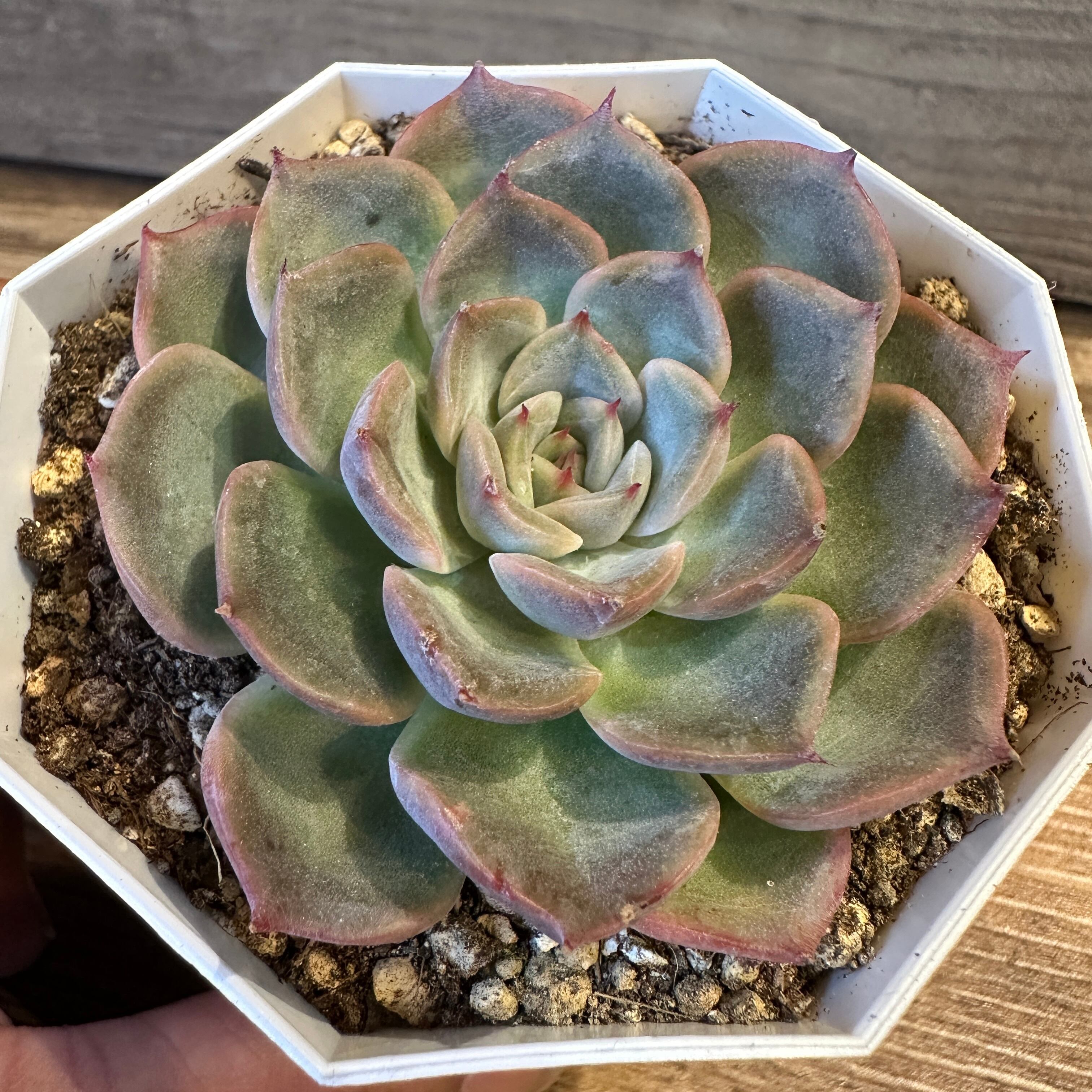 ママノエル 札付き 子株つき  多肉 ママノエル 札付き 子株つき 多肉