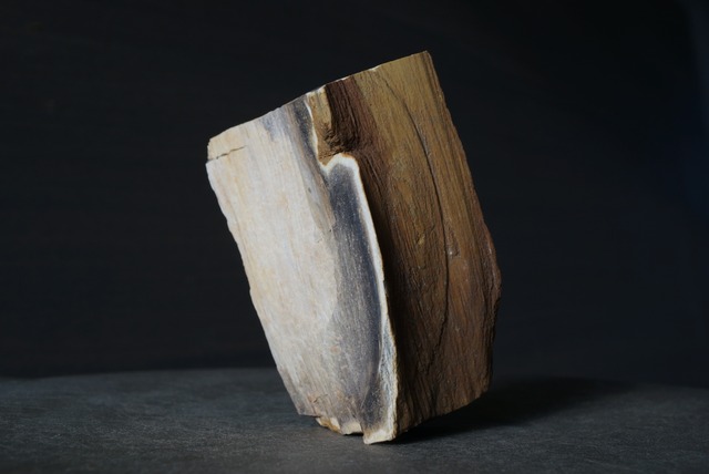 岐阜県産珪化木 Petrified Wood 1549
