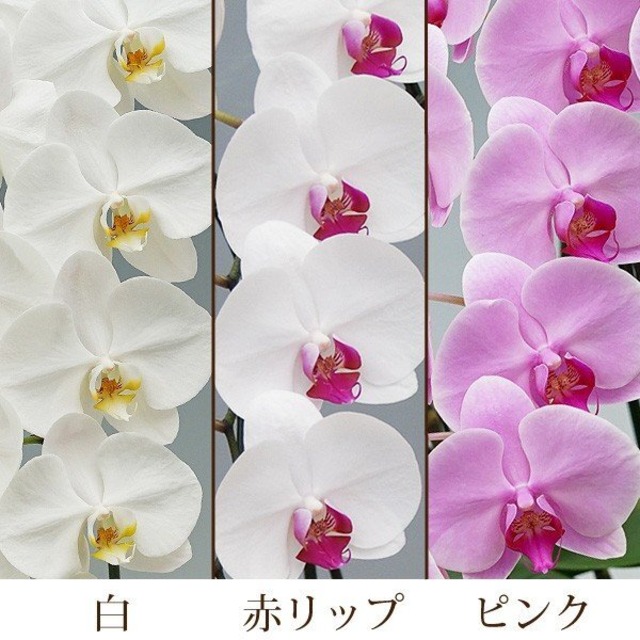大輪胡蝶蘭 8本立ち 80輪以上 産地直送