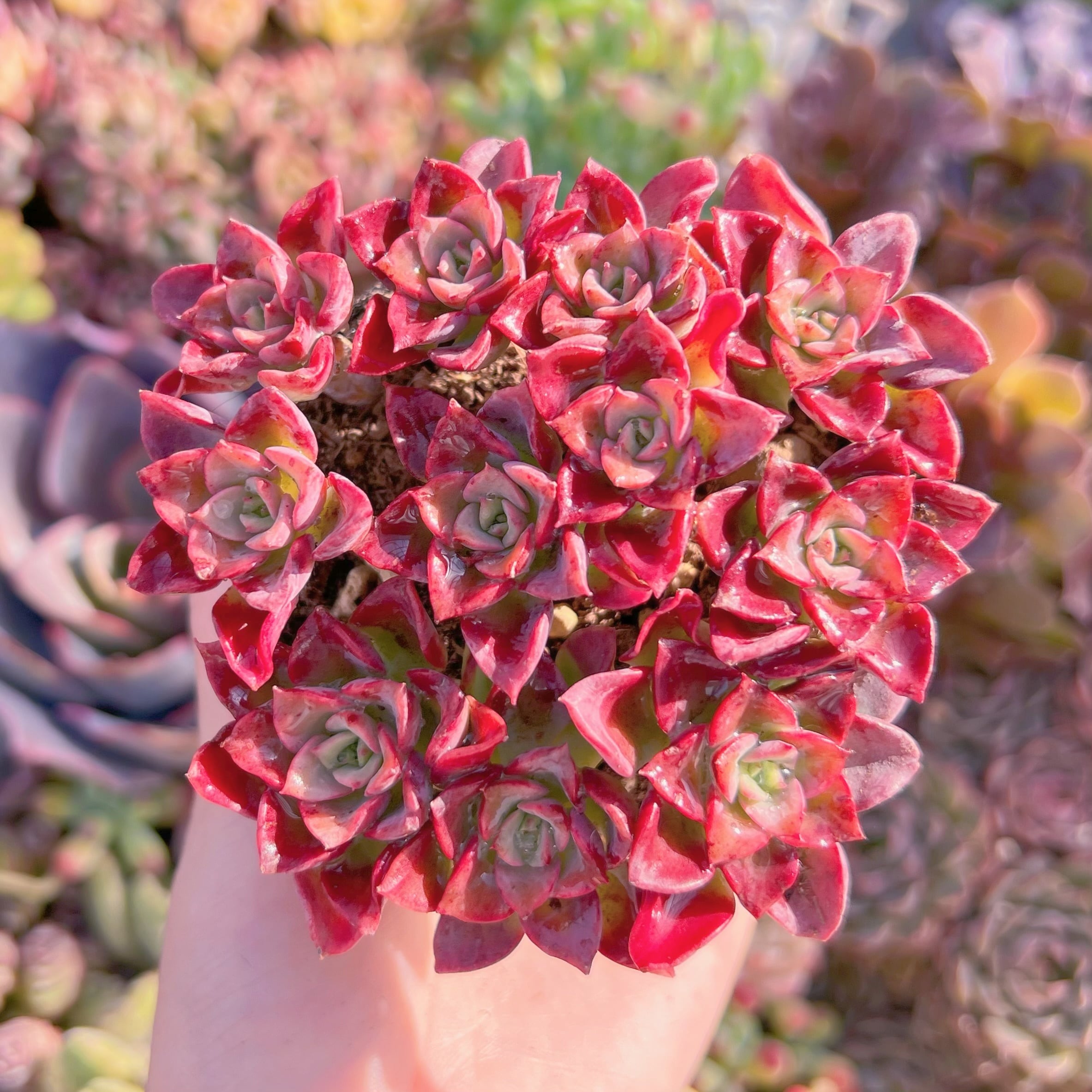 現品　ノーブル#A32　群生　新入荷　るる農園