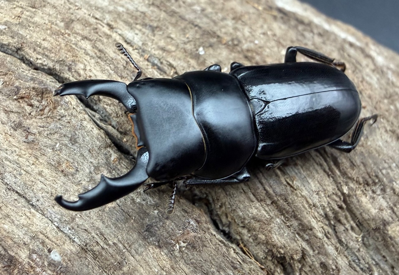 【WD】《ゴンシャンスジクワガタ（ドルクスゴンシャナス） 30.5mm A’品ペア》