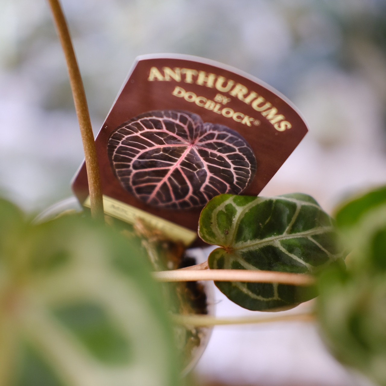 【希少】Anthurium 'Michelle' by DOC BLOCK⑦ / アンスリウム・ミシェル│観葉植物