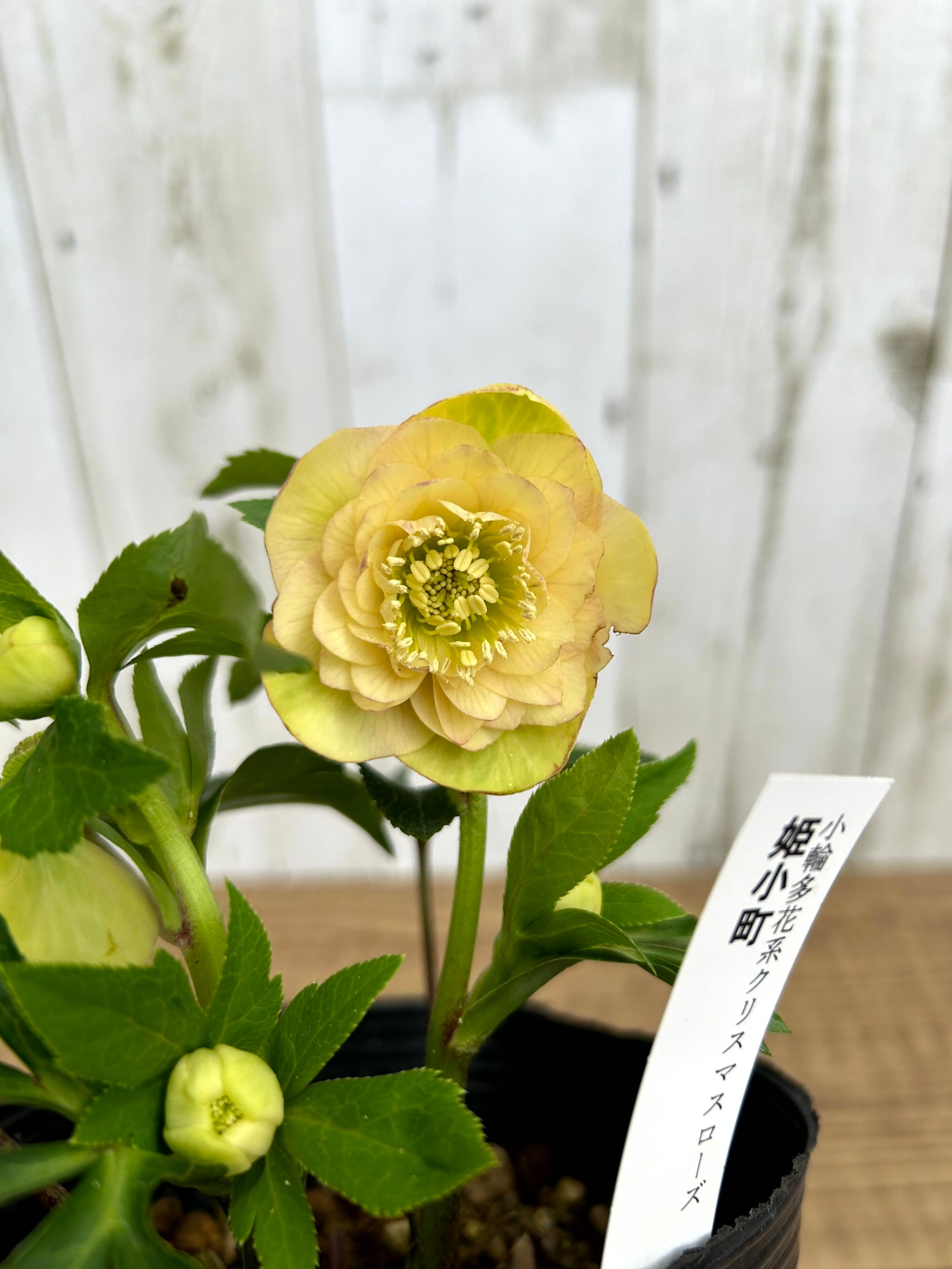 植物】 | フラワーガーデン泉 オンラインショップ