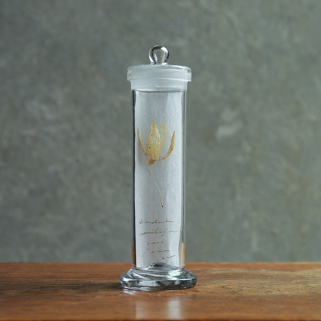 【ご成約品】ドライが素敵に収まった、標本瓶 1