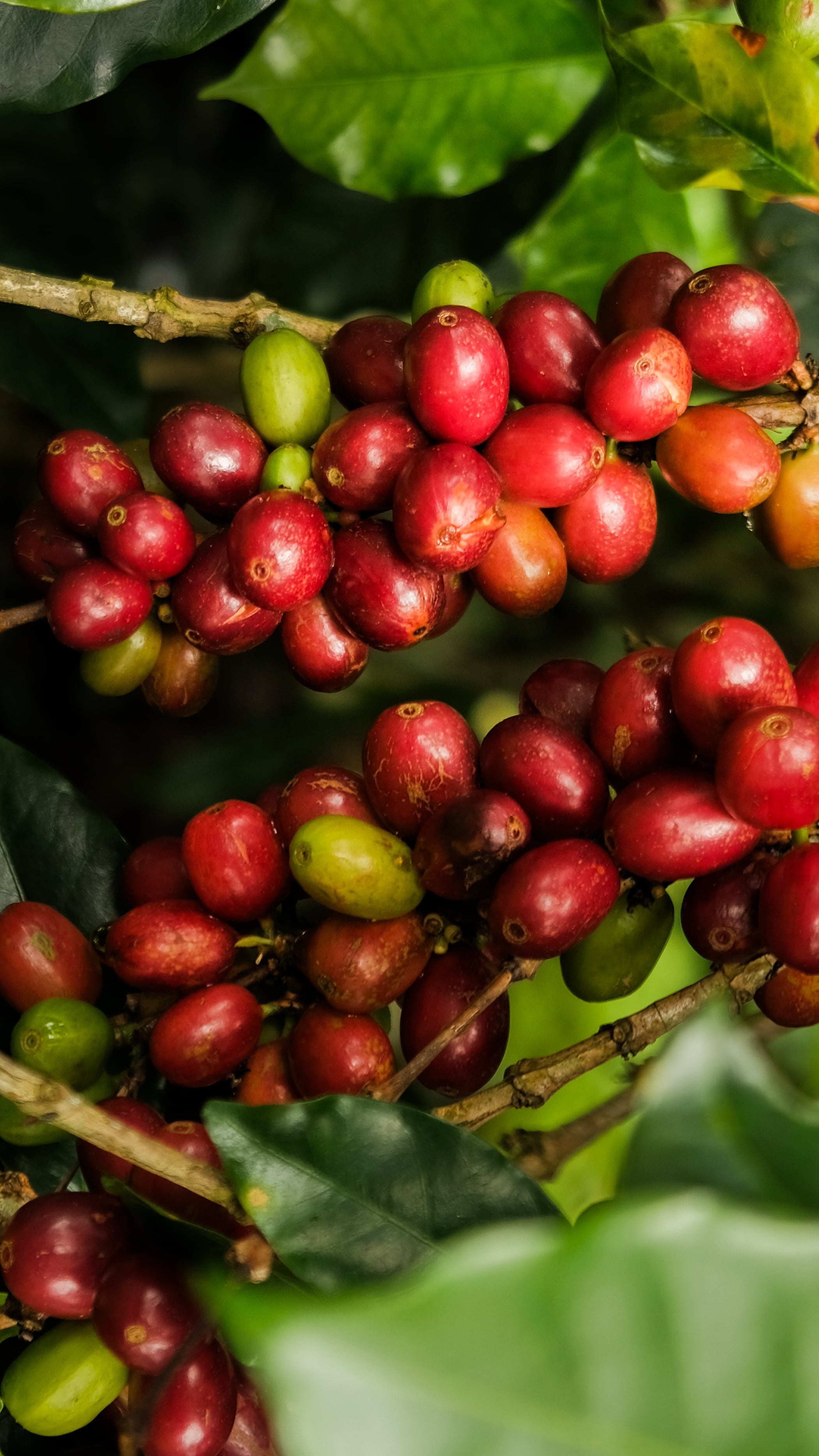 COFFEE BEANS SINGLE ORIGIN 175g