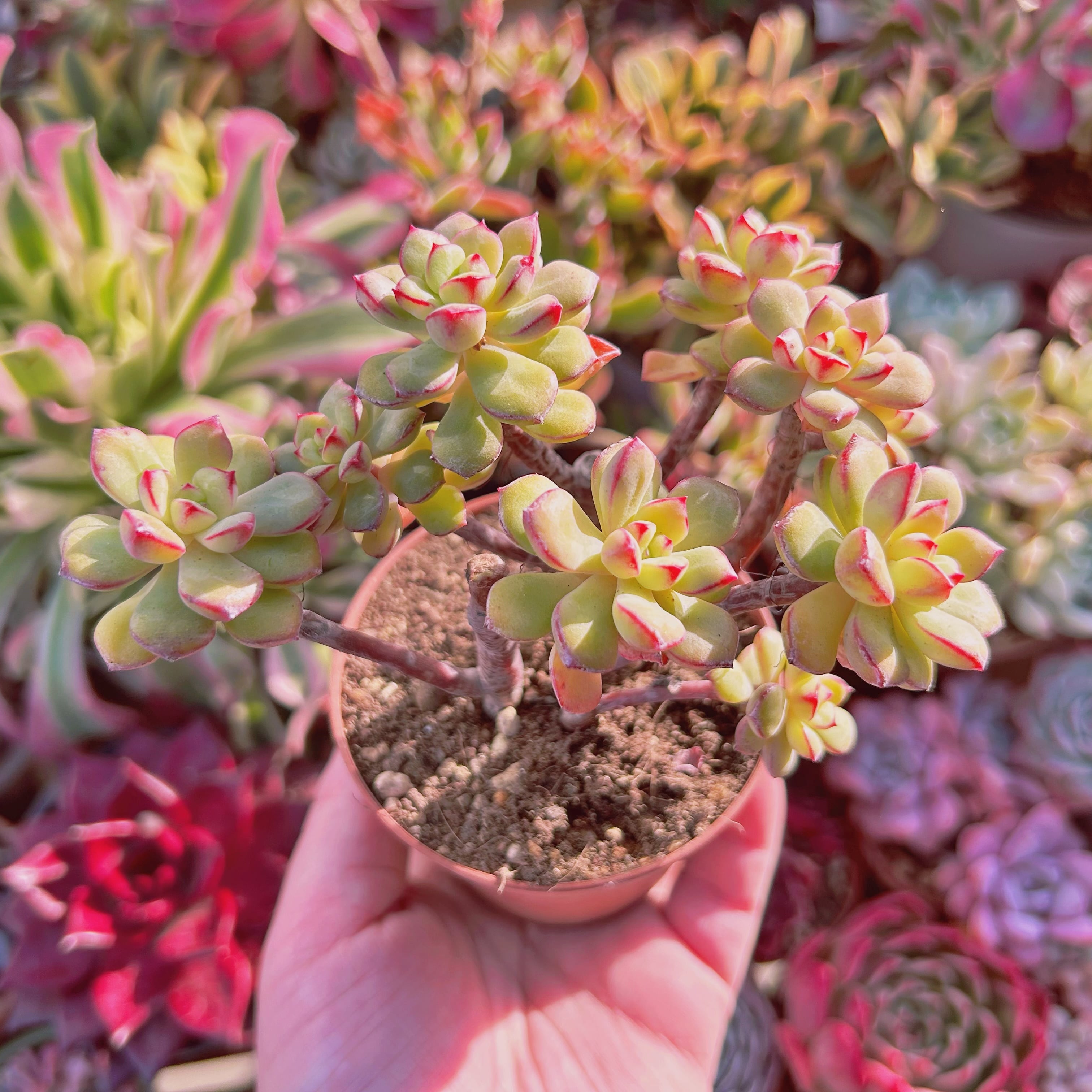 現物 多肉植物 スピア 抜き苗 カット跡あり | るる農園~多肉植物専門