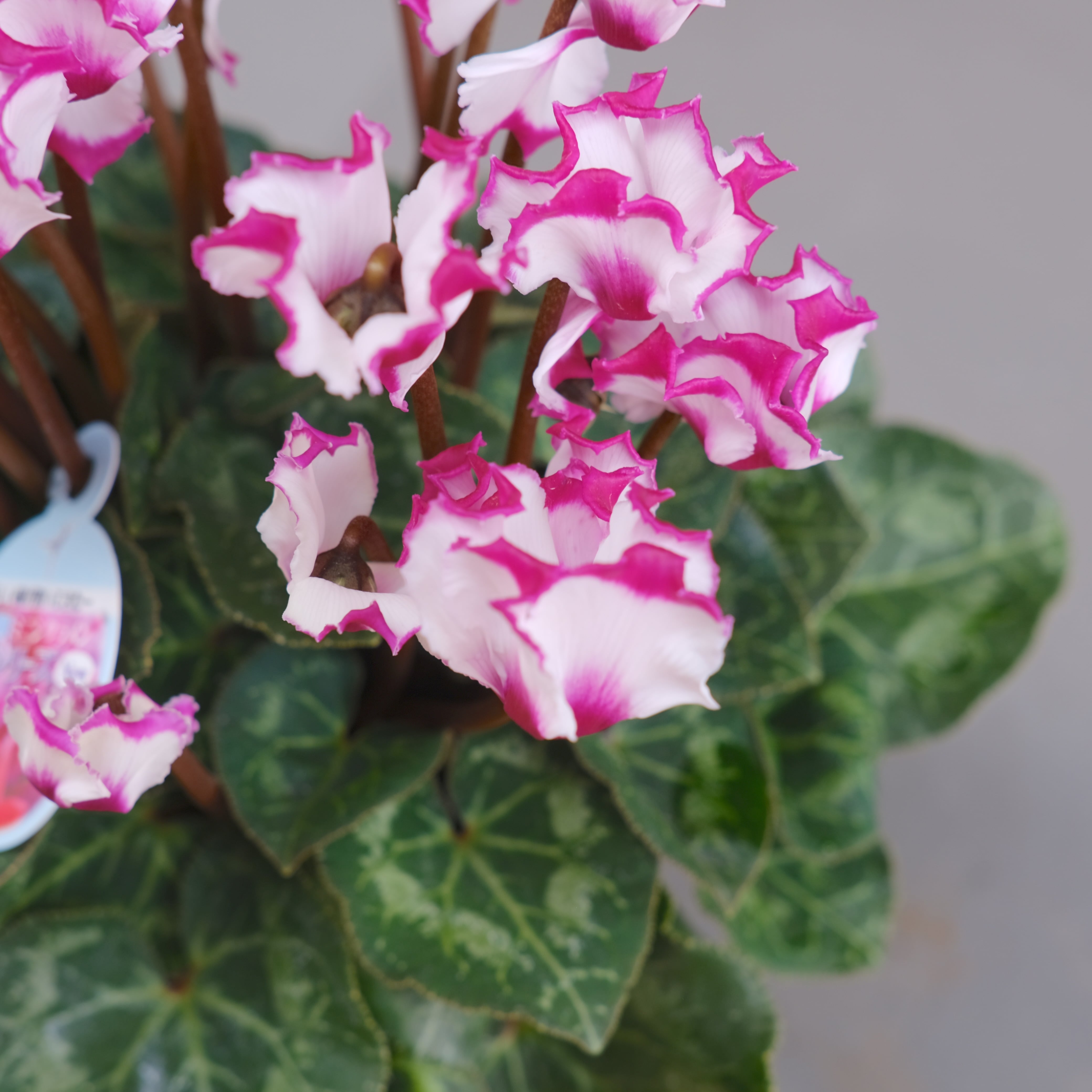 花「暗闇の一輪・・・シクラメン」 花「暗闇の一輪・・・シクラメン」 花「暗闇の一輪・・・シクラメン」