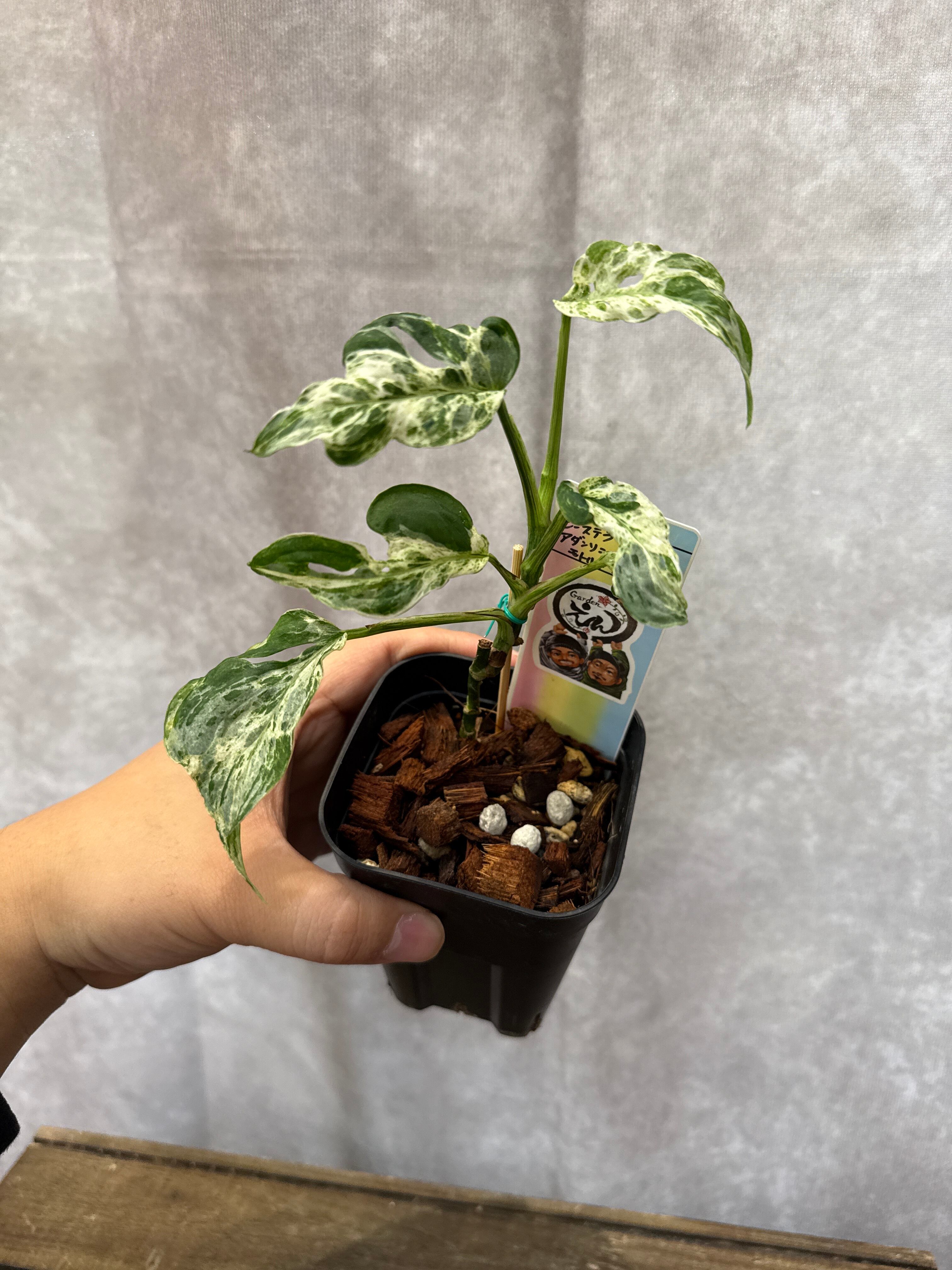 希少 モンステラ アダンソニー ラニアータ 