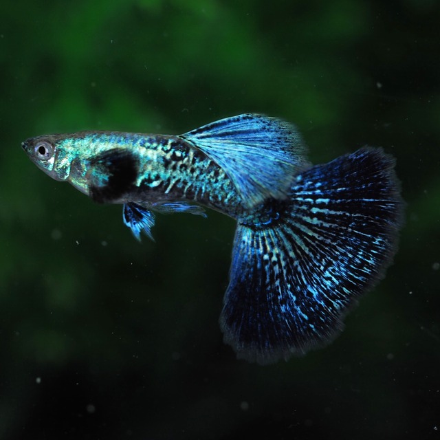 上物プラチナブルードラゴン　2ペア＋おまけ1ペア＋メス2匹