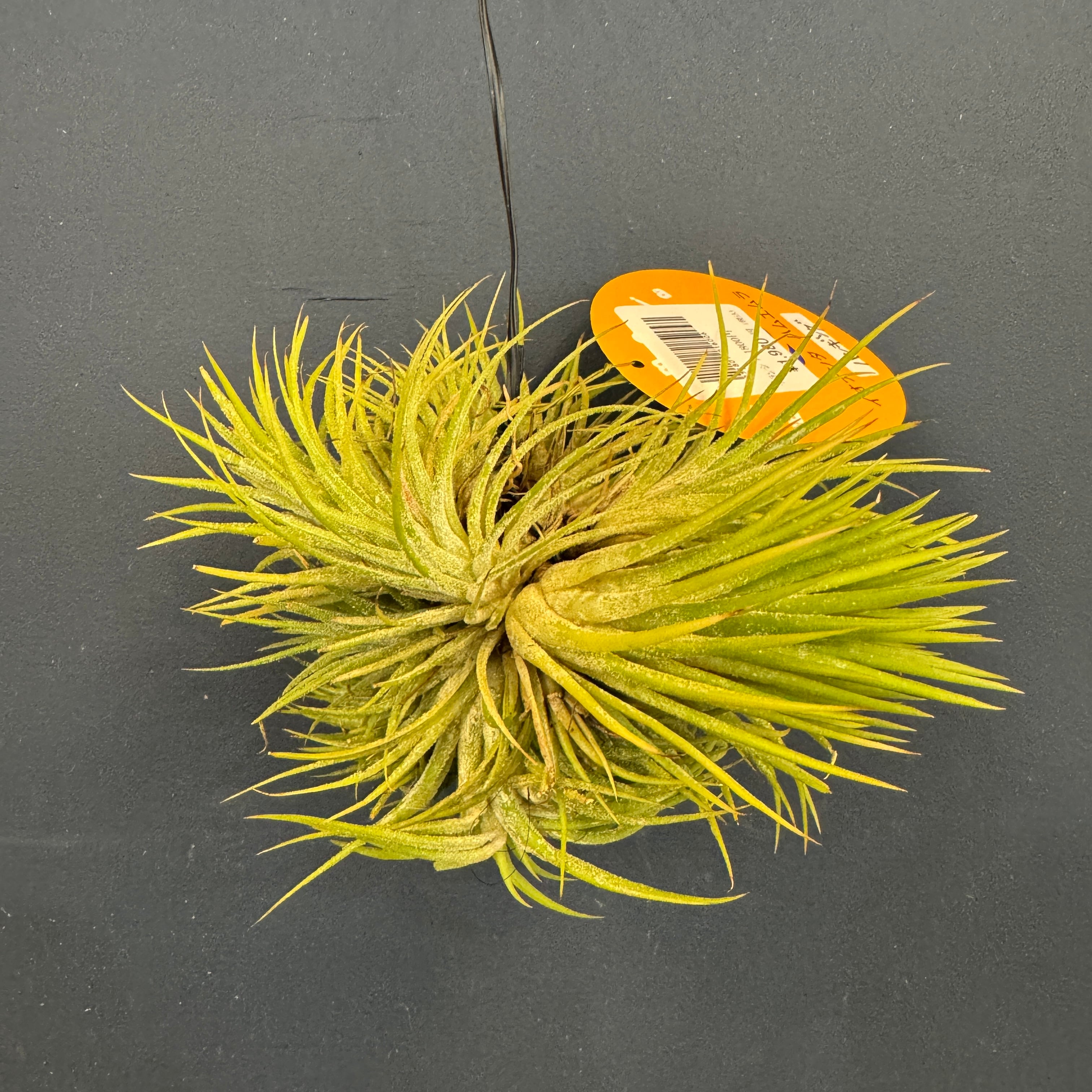 ジュエルオーキッド アネクトキルス sp Rose Gold【651】 | PROTOLEAF