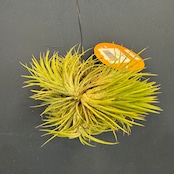 チランジア ハムエムラ ハンギング【891】