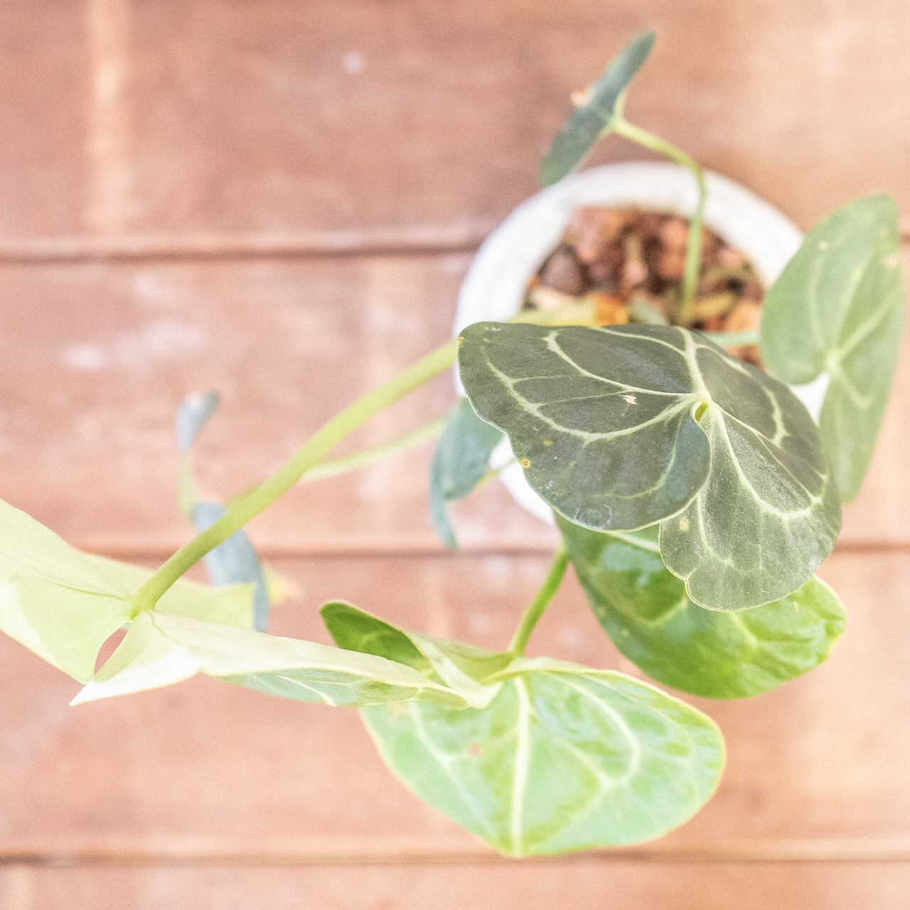 アンスリウム・クリスタリナム|白い葉脈が美しいベルベットリーフ【手作りモルタル鉢】