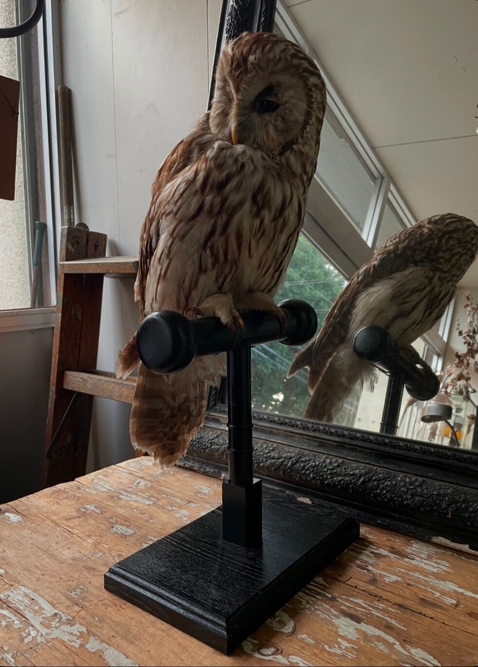 フクロウの剥製 木製台座付き フクロウの剥製 | tech2