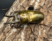 【F0】《ローゼンベルグオウゴンオニ 70mm ペア》