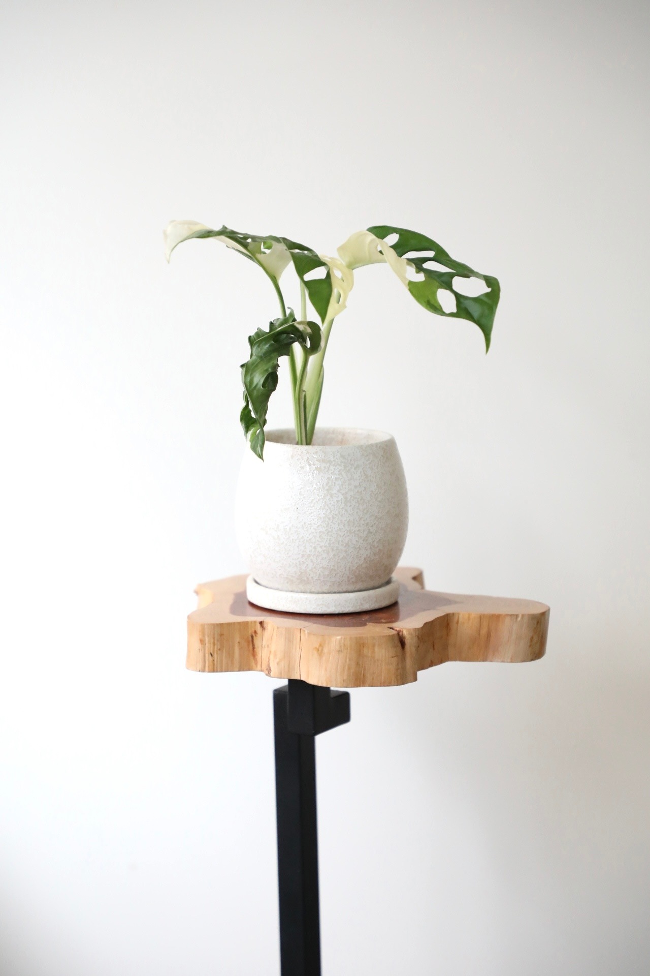 【S】マドカズラ斑入り/Monstera Adansonii Variegata　※陶器鉢付き