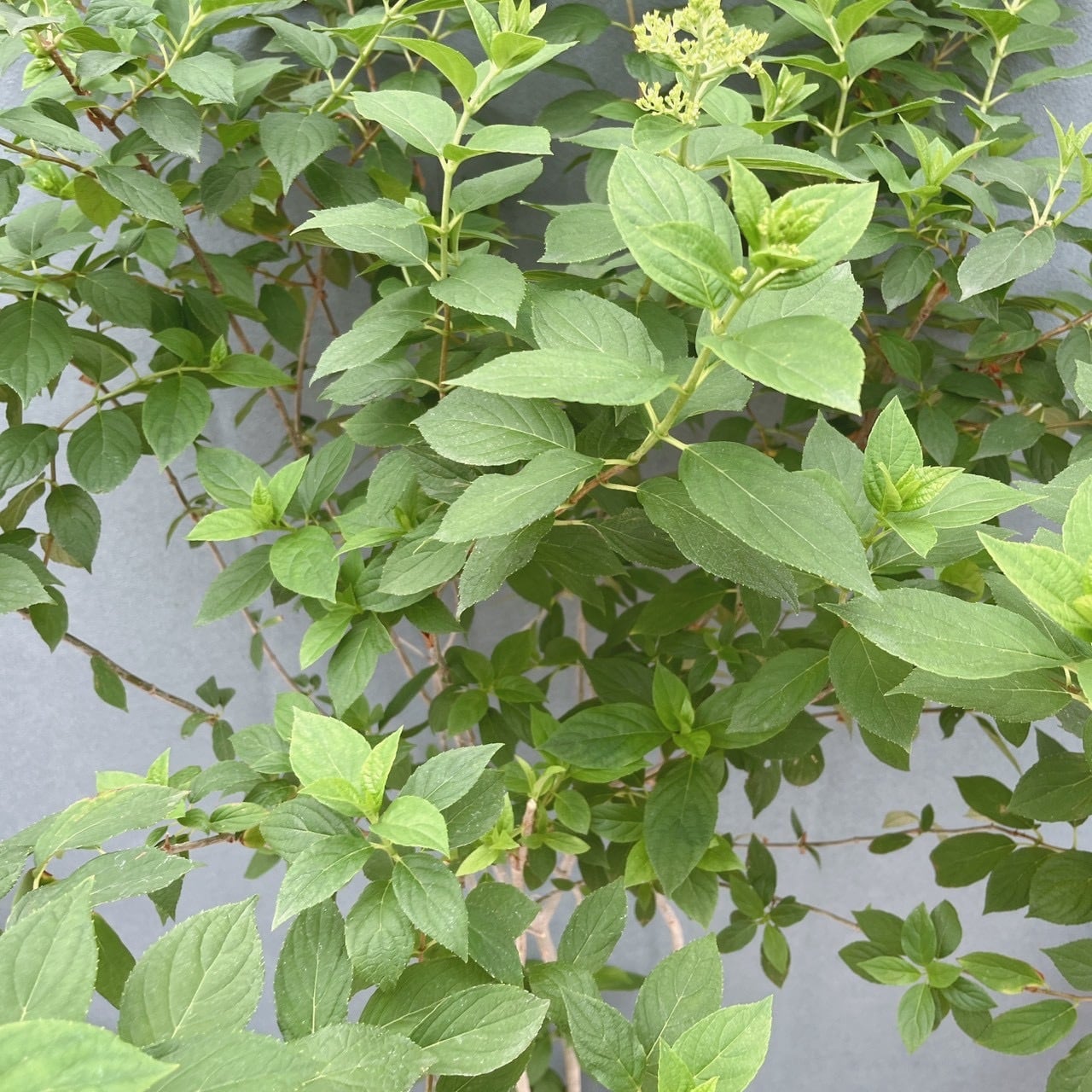 現品］ピラミッドアジサイ 9号 植物 紫陽花 ノリウツギ 落葉低木 | PF
