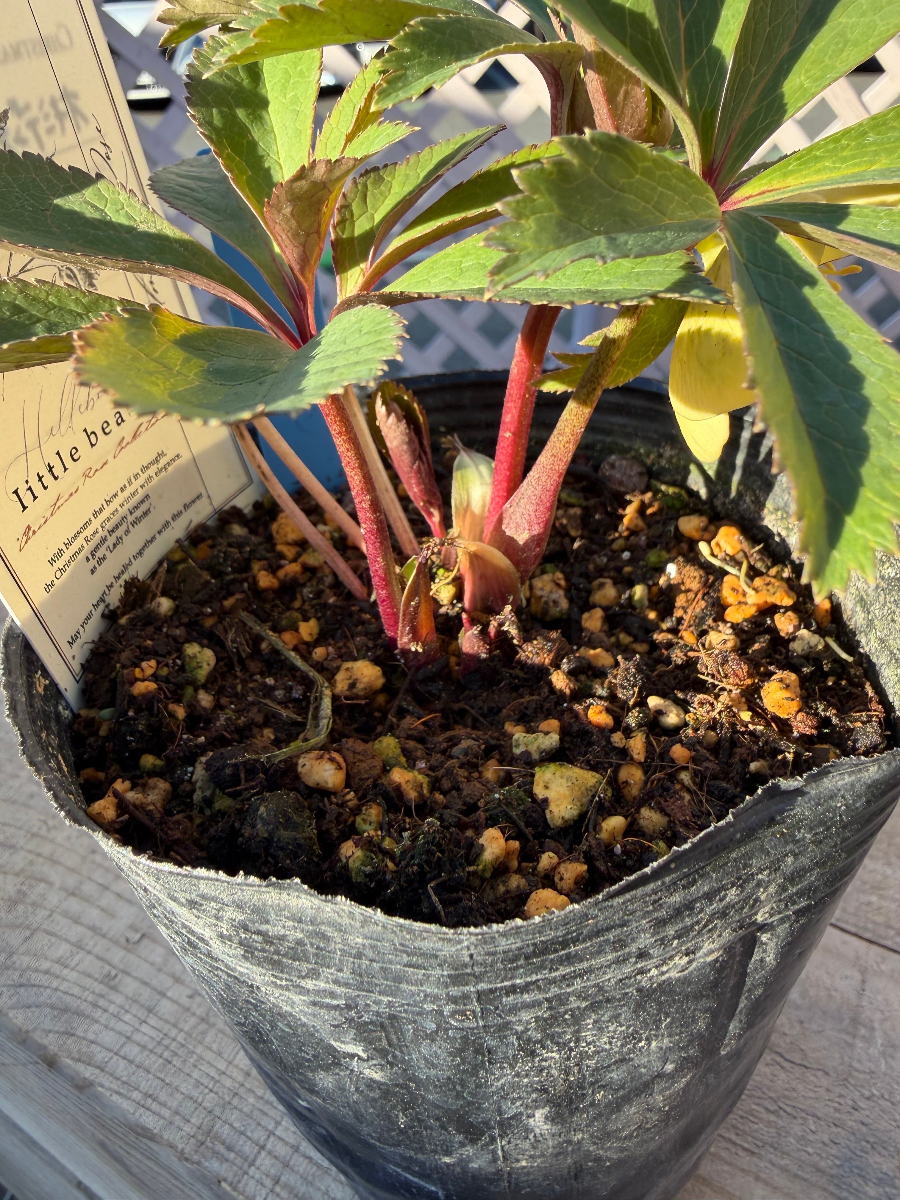 リトルビーストファントム オキシ系オーレア 高橋育苗 クリスマス