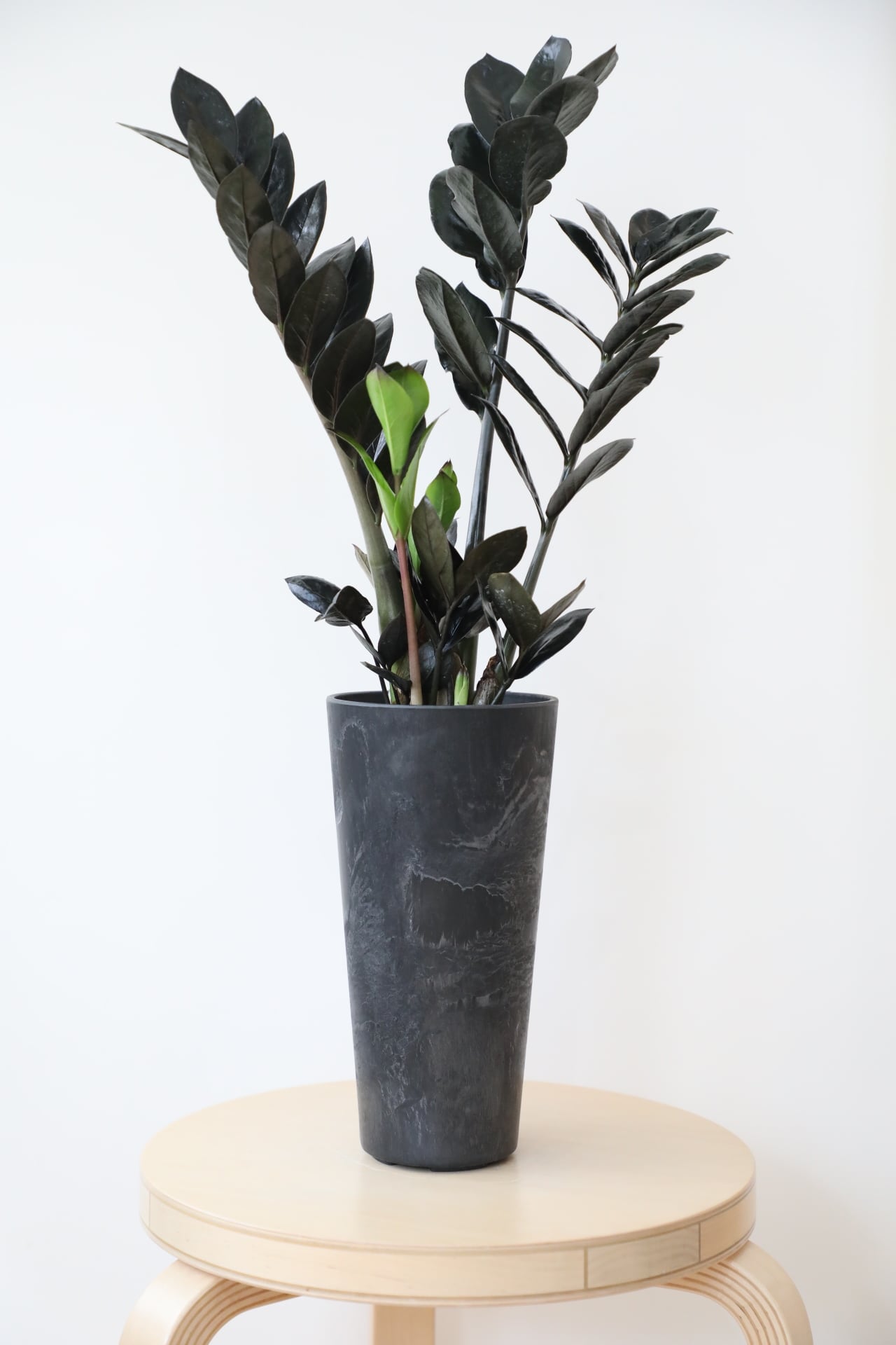M】ザミオクルカス レイヴン/Zamioculcas zamifolia Raven ※アート