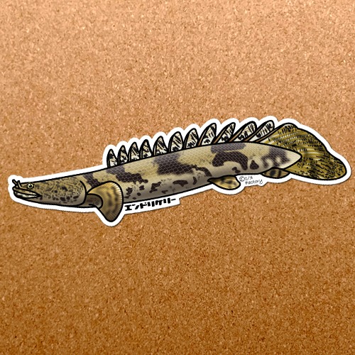 熱帯魚ステッカー ポリプテルス・エンドリケリー