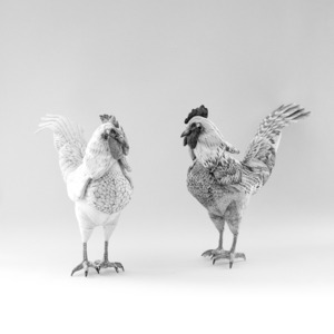【受注商品】つがい PAIR｜ニワトリ