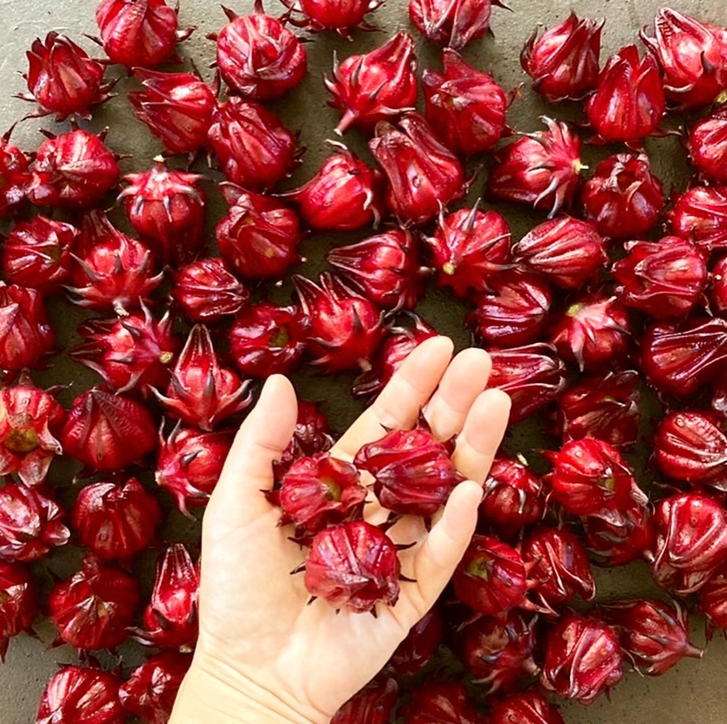 生ローゼル1kg | ぱりちゃい