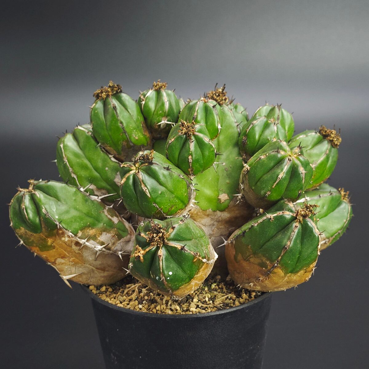 Astrophytum アストロフィツム ランポー モンスト 碧瑠璃鸞鳳玉