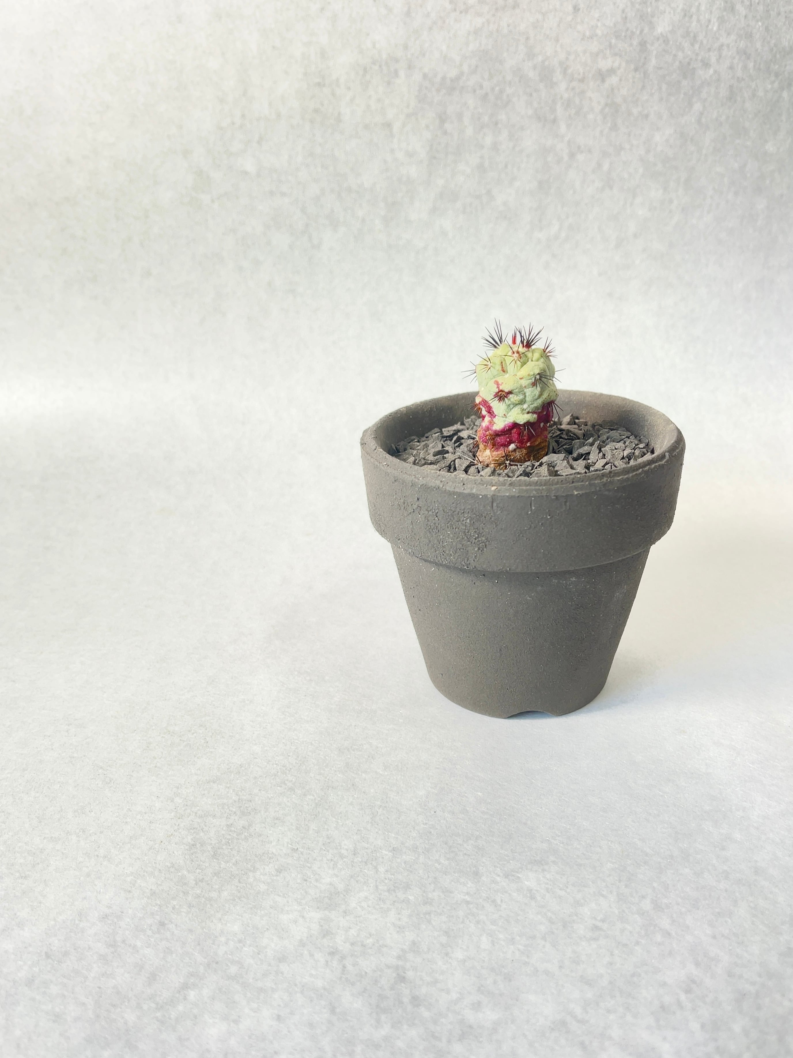 オルテゴカクタス・マクドガリー | trigger