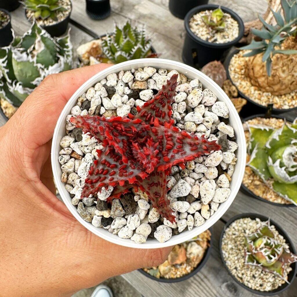 アガベ チタノタ トリケラトプス PUP 白犀牛 カクタスグリーン 【公式