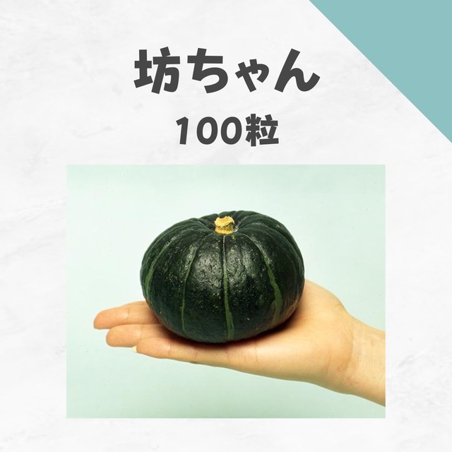 坊ちゃん　カボチャ種子・100粒