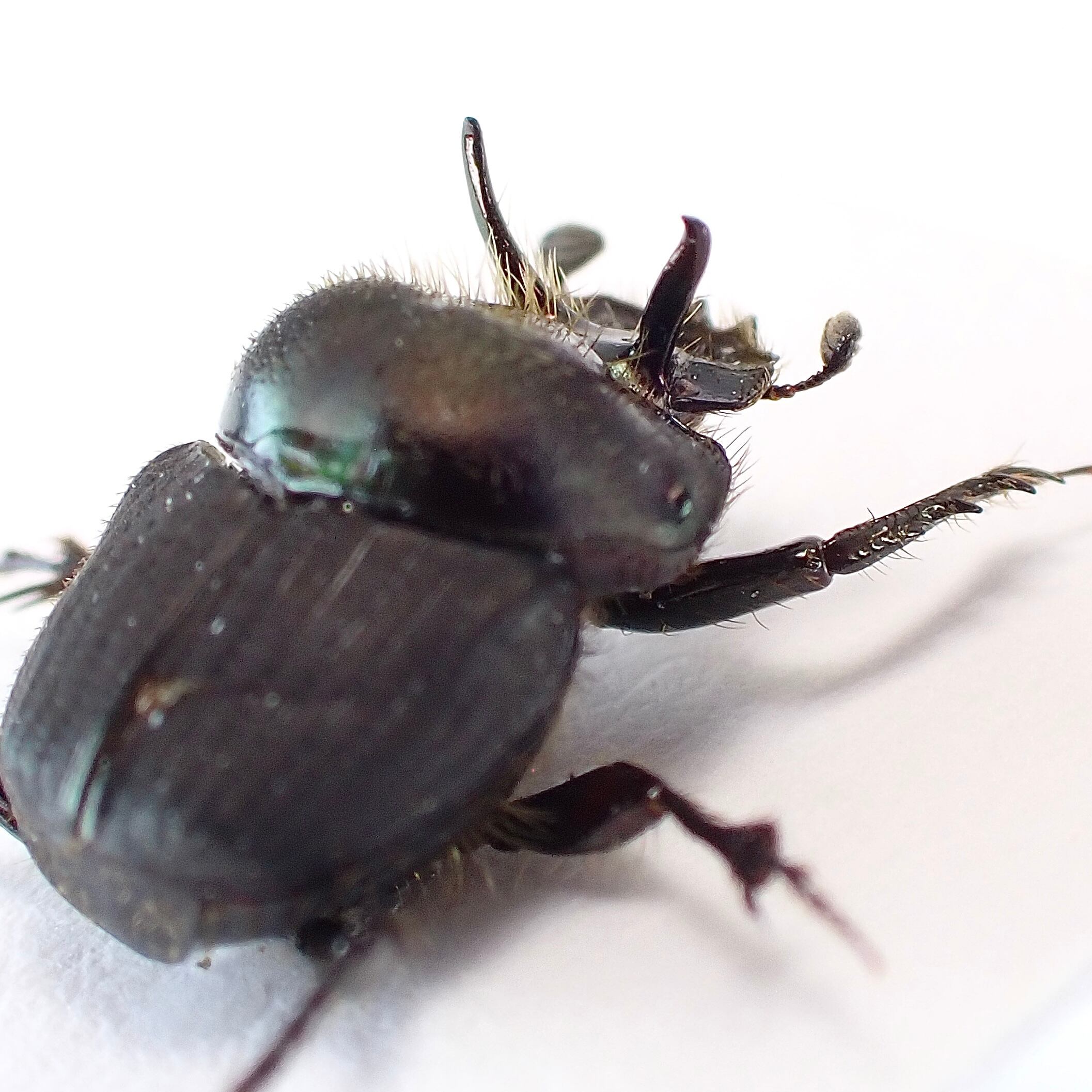 オーストラリア産 Onthophagus sp. ♂ 7mm | 昆虫標本 Diggers & Rollers