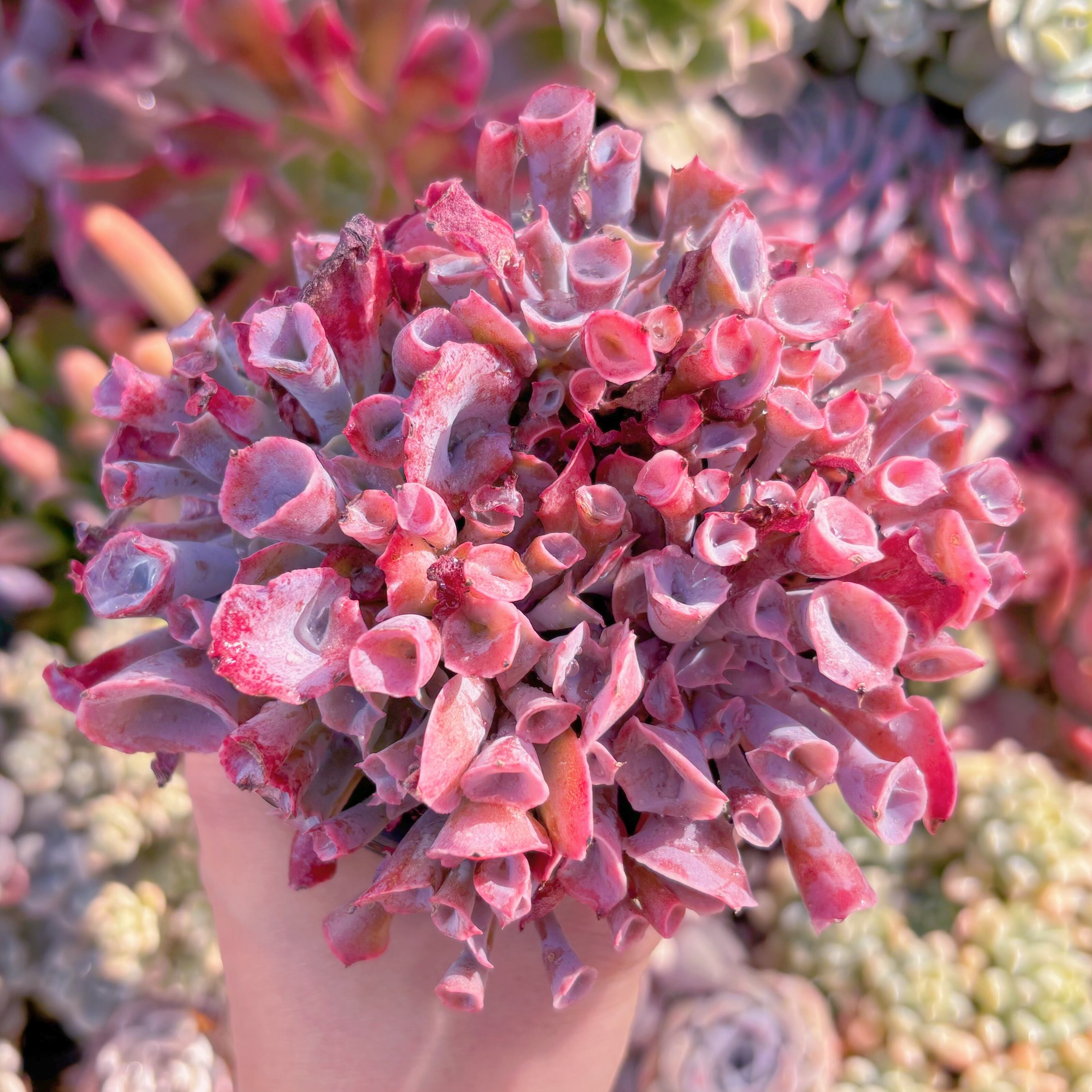 現品　魔笛#085　群生　るる農園