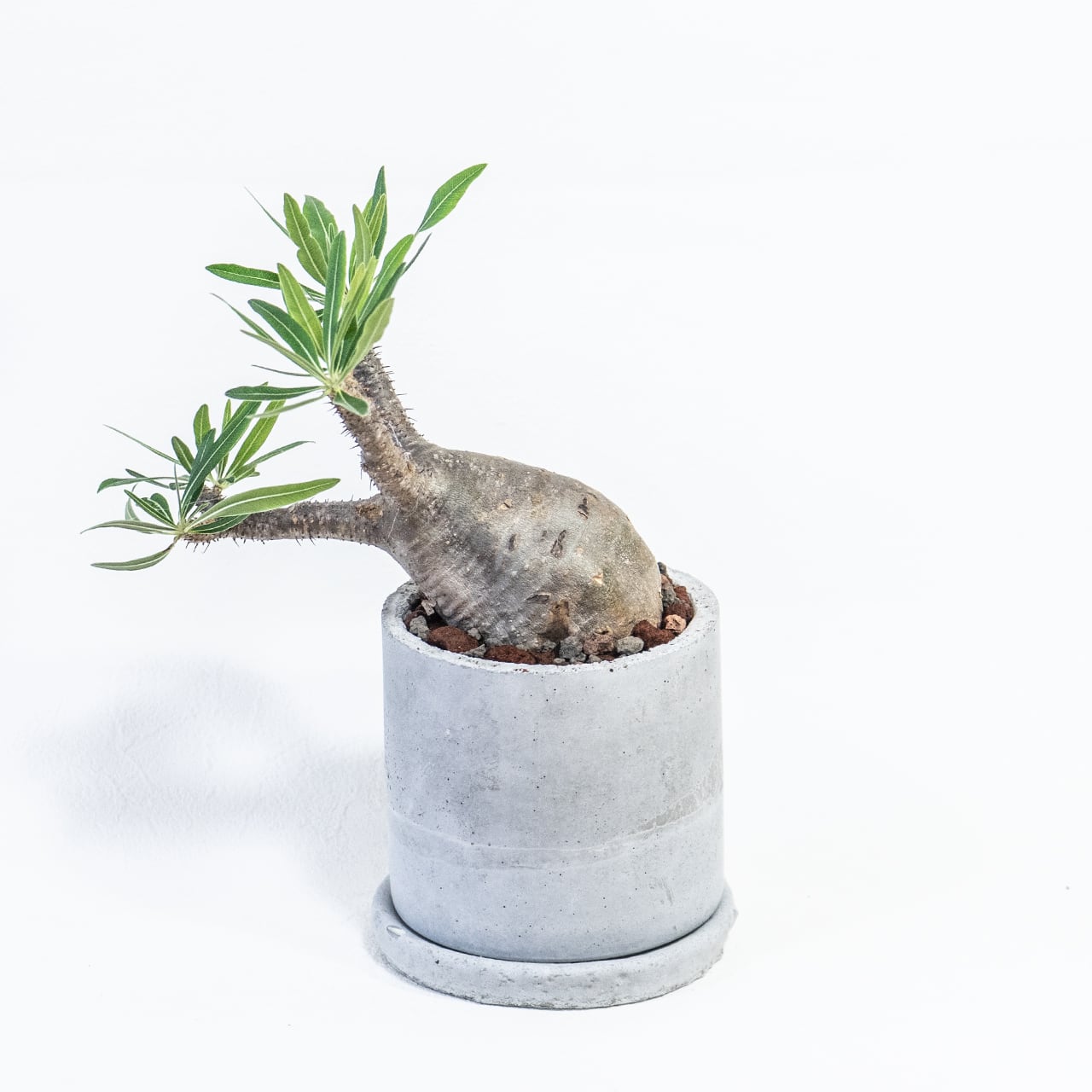 コーデックス グラキリス 葉付き抜群の健康株 胴回り30cm超え 無骨で映えるモルタル鉢付き