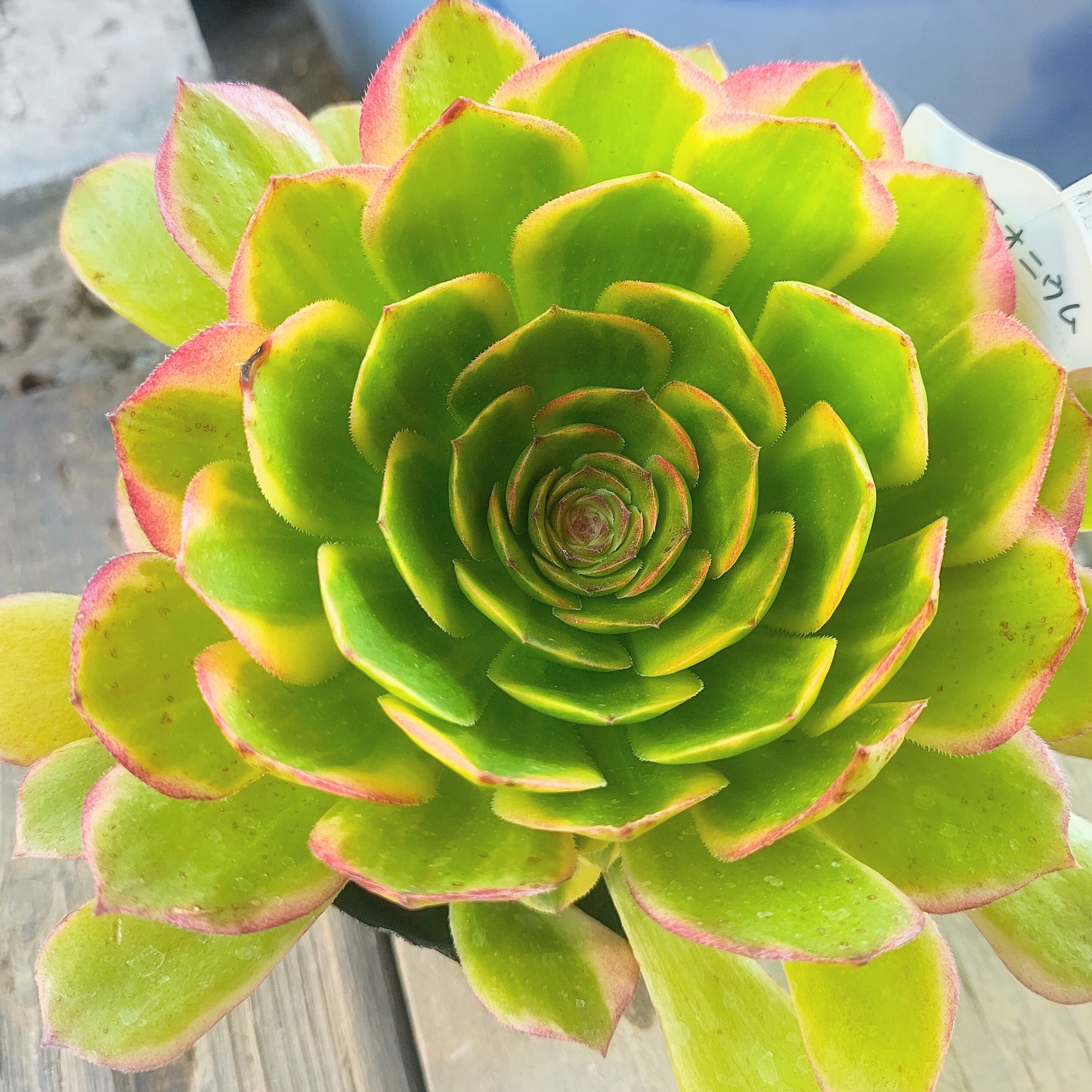 アエオニウム | RuPo 多肉植物専門店