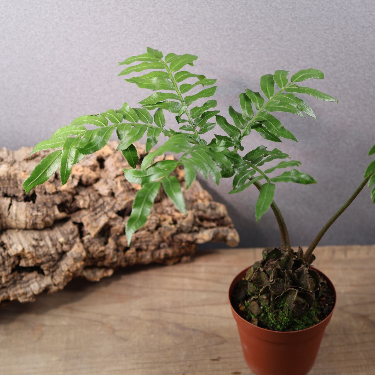 659『リュウビンタイ』 観葉植物【送料無料】 | MARX PLANTS | 観葉