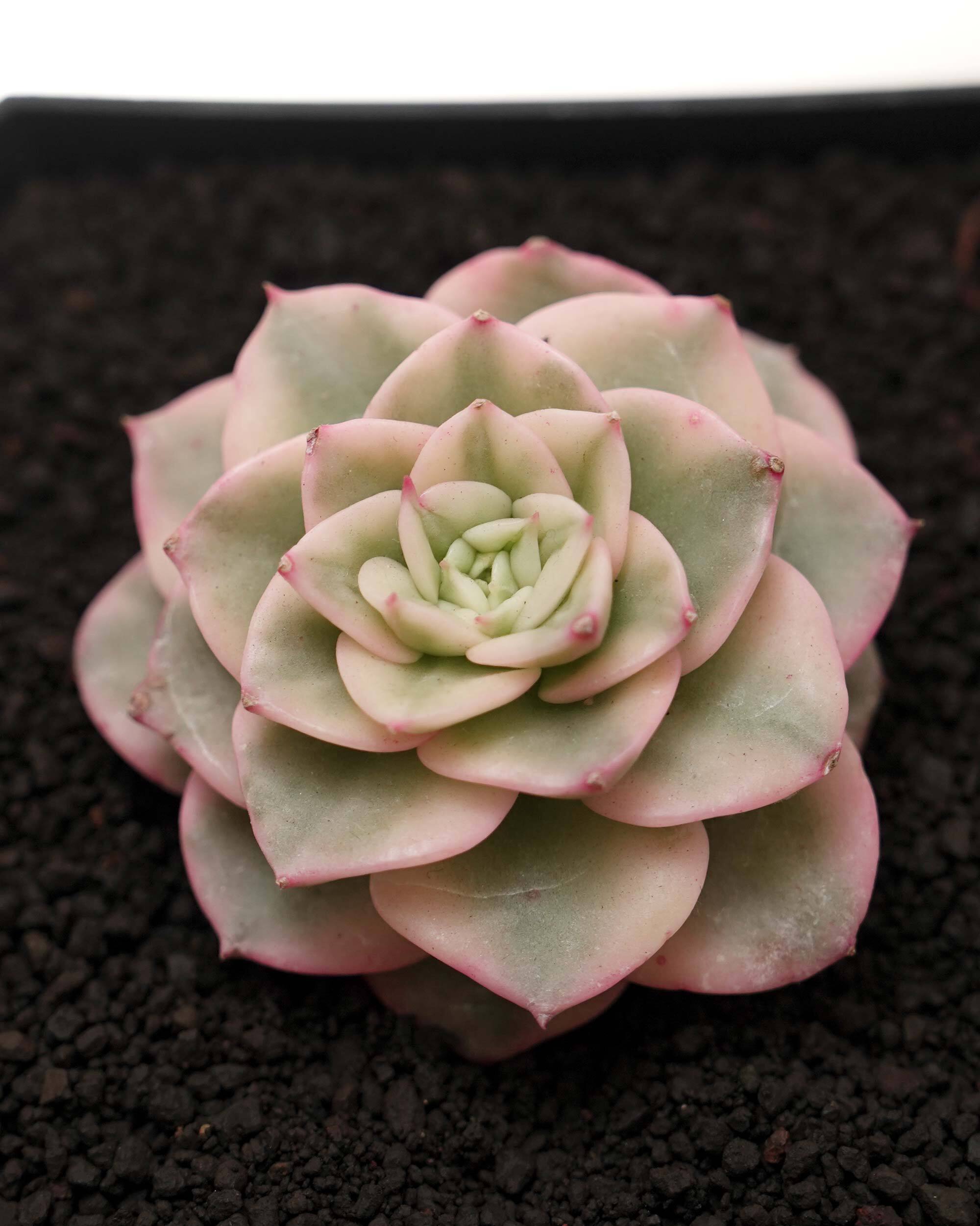 専用　多肉植物　リヤド錦　カット 専用 多肉植物 リヤド錦 カット 専用 多肉植物 リヤド錦 カット 専用