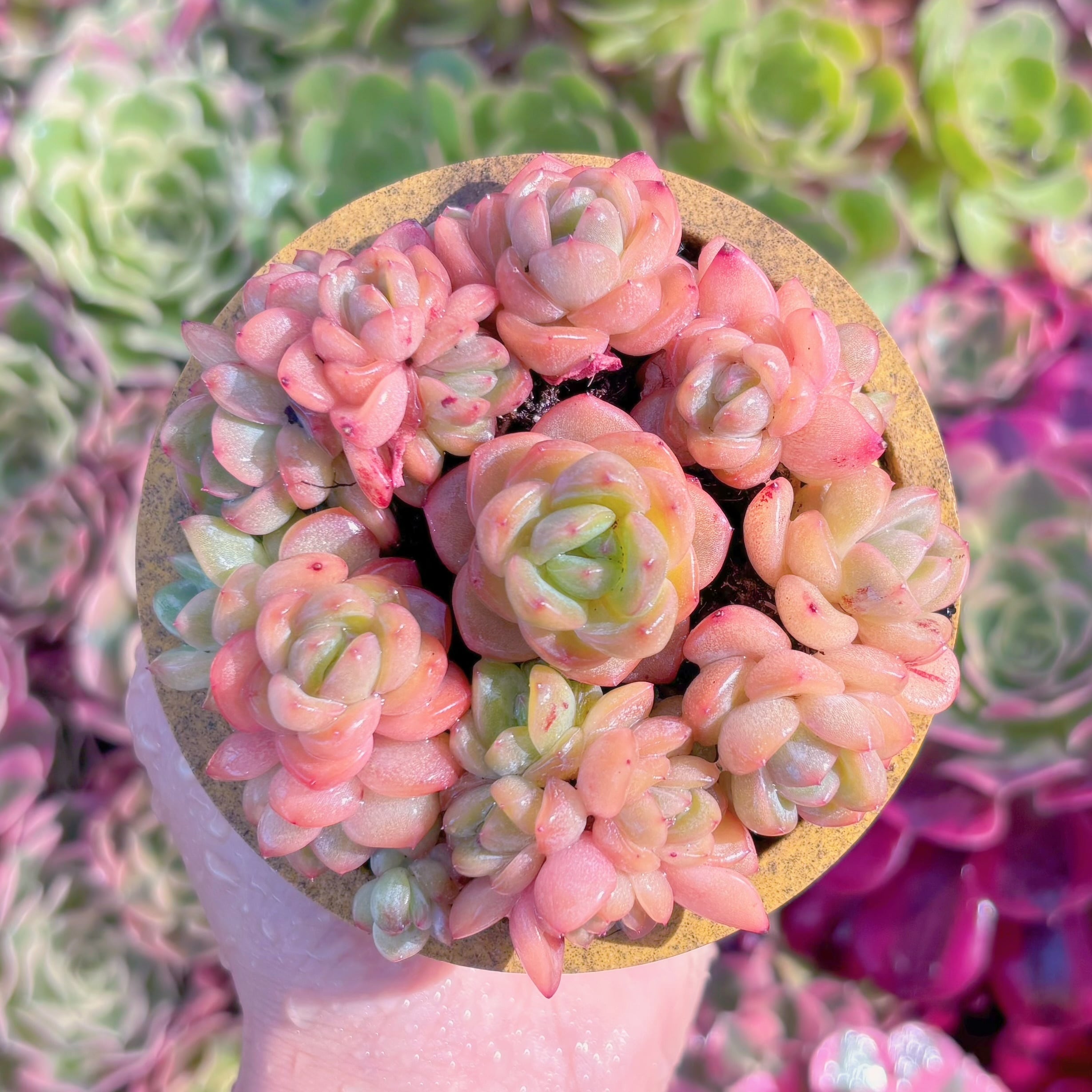 多肉植物　佳人(7苗)　新入荷　るる農園
